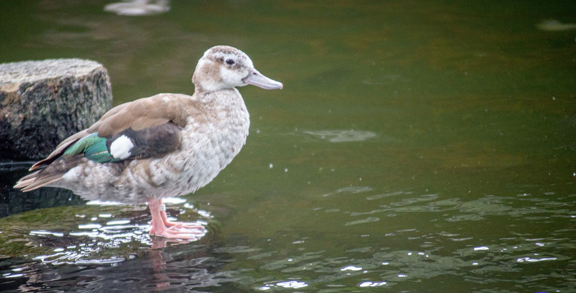 Ringtaling (Callonetta leucophrys) - Ringed teal in Indonesia