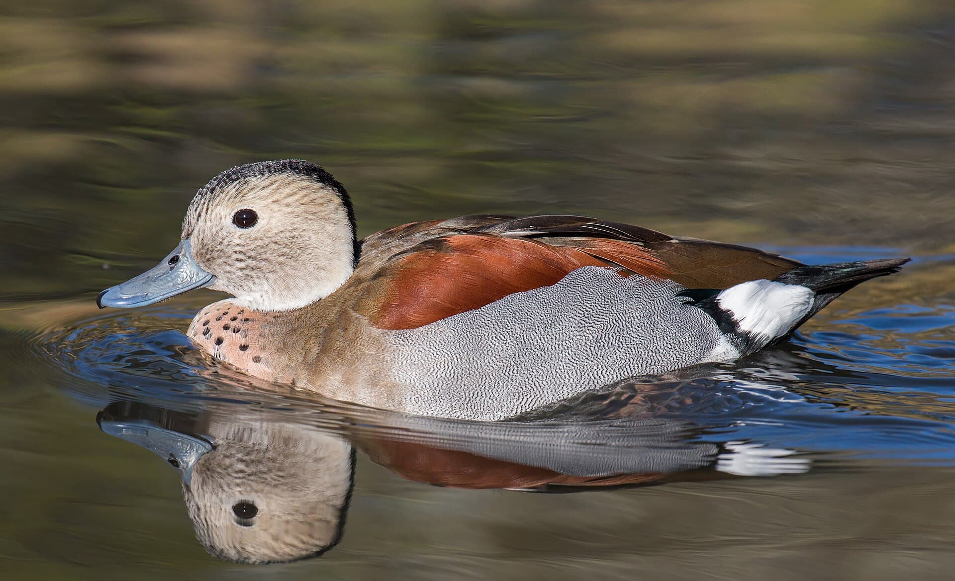 Ringtaling (Callonetta leucophrys) - Callonetta leucophrys (male) - Ringed Teal, London Wetlands Centre,, UK - Diliff