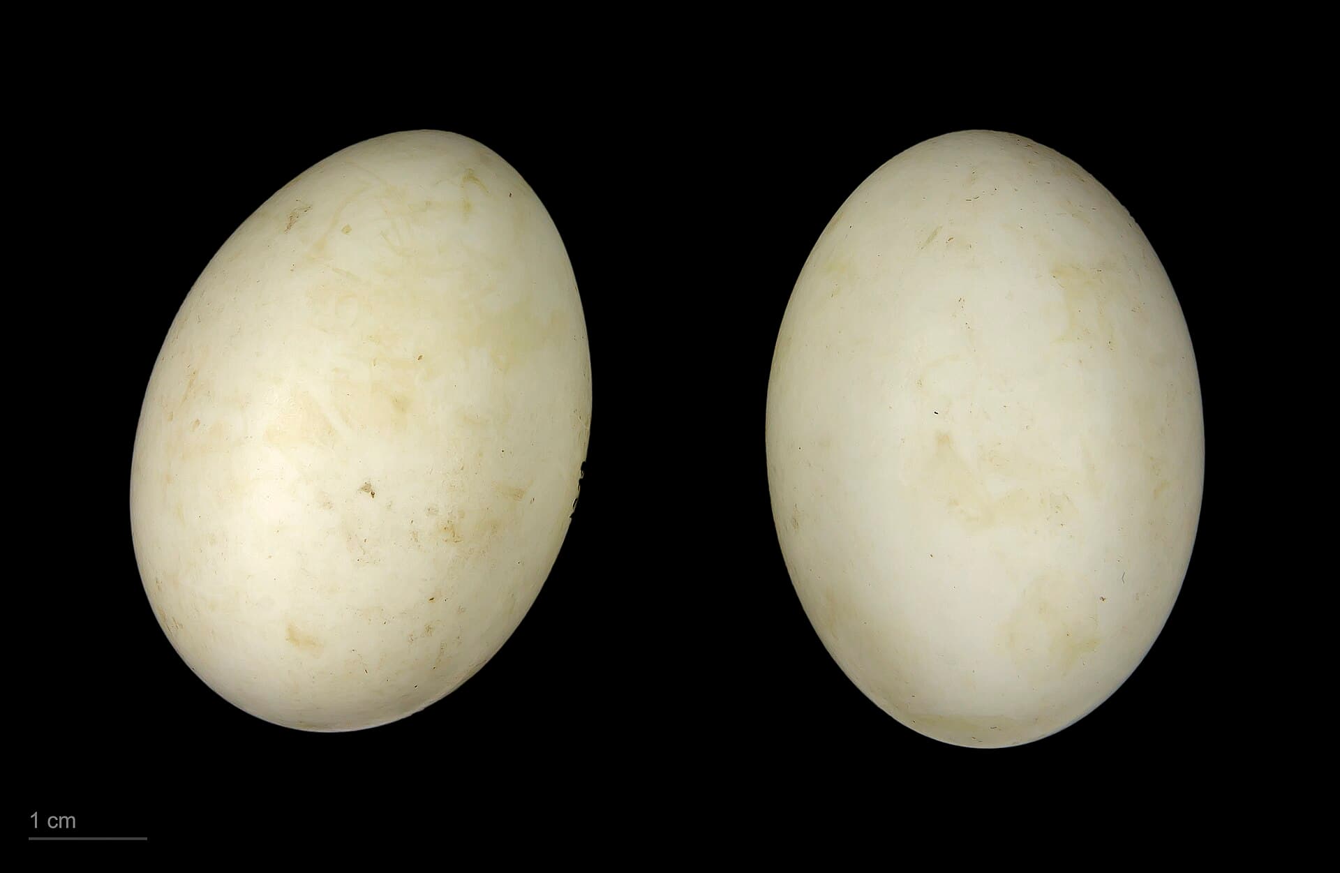 Ringtaling (Callonetta leucophrys) - Callonetta leucophrys MHNT.ZOO.2010.11.17.6