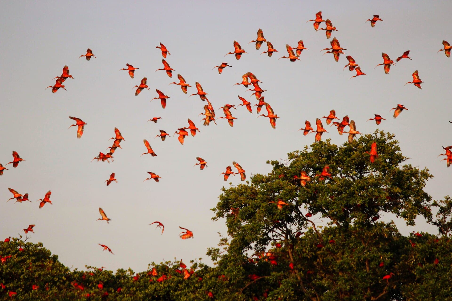 Rode Ibis (Eudocimus ruber) - Guaras2019