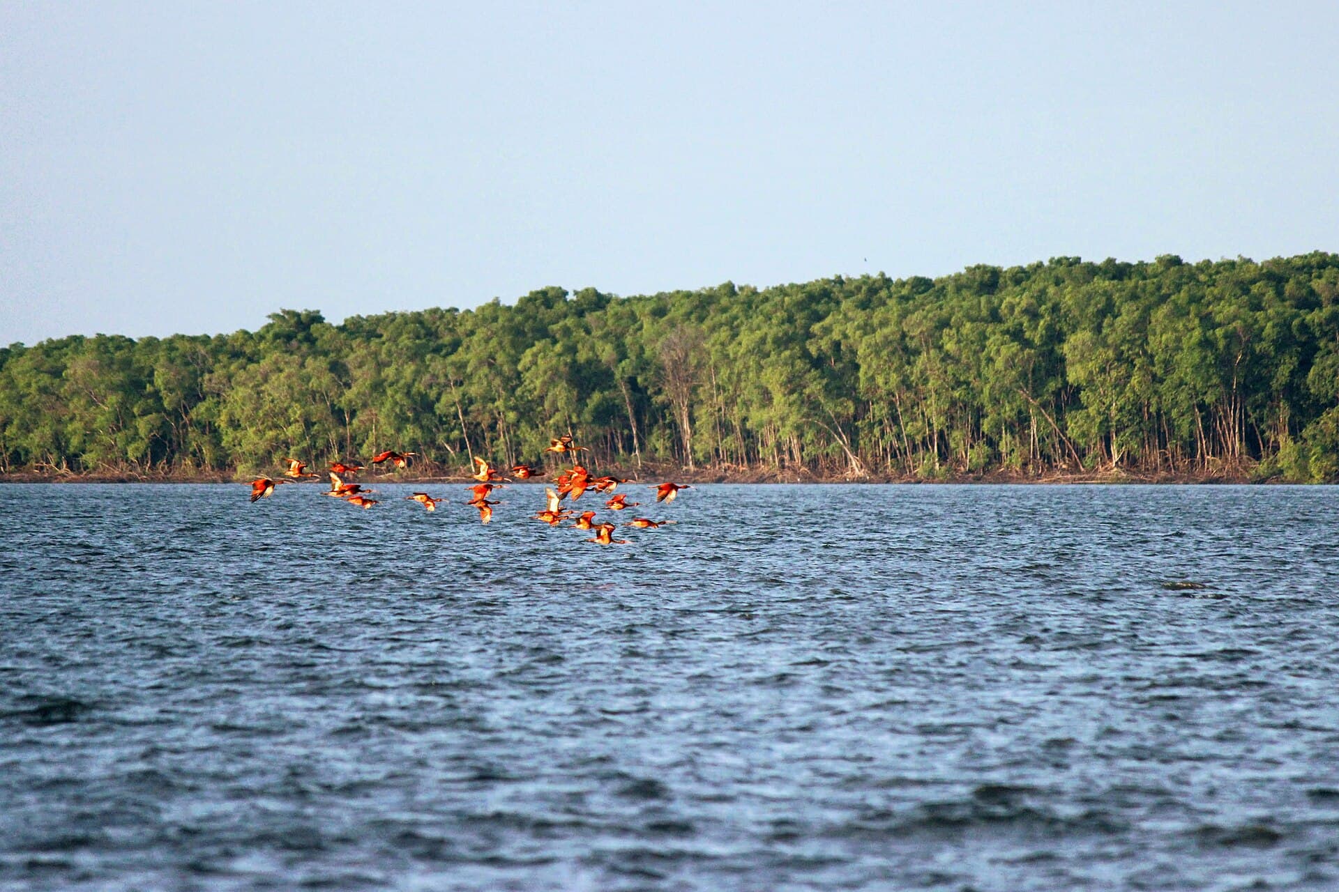 Rode Ibis (Eudocimus ruber) - Guaras2019 2