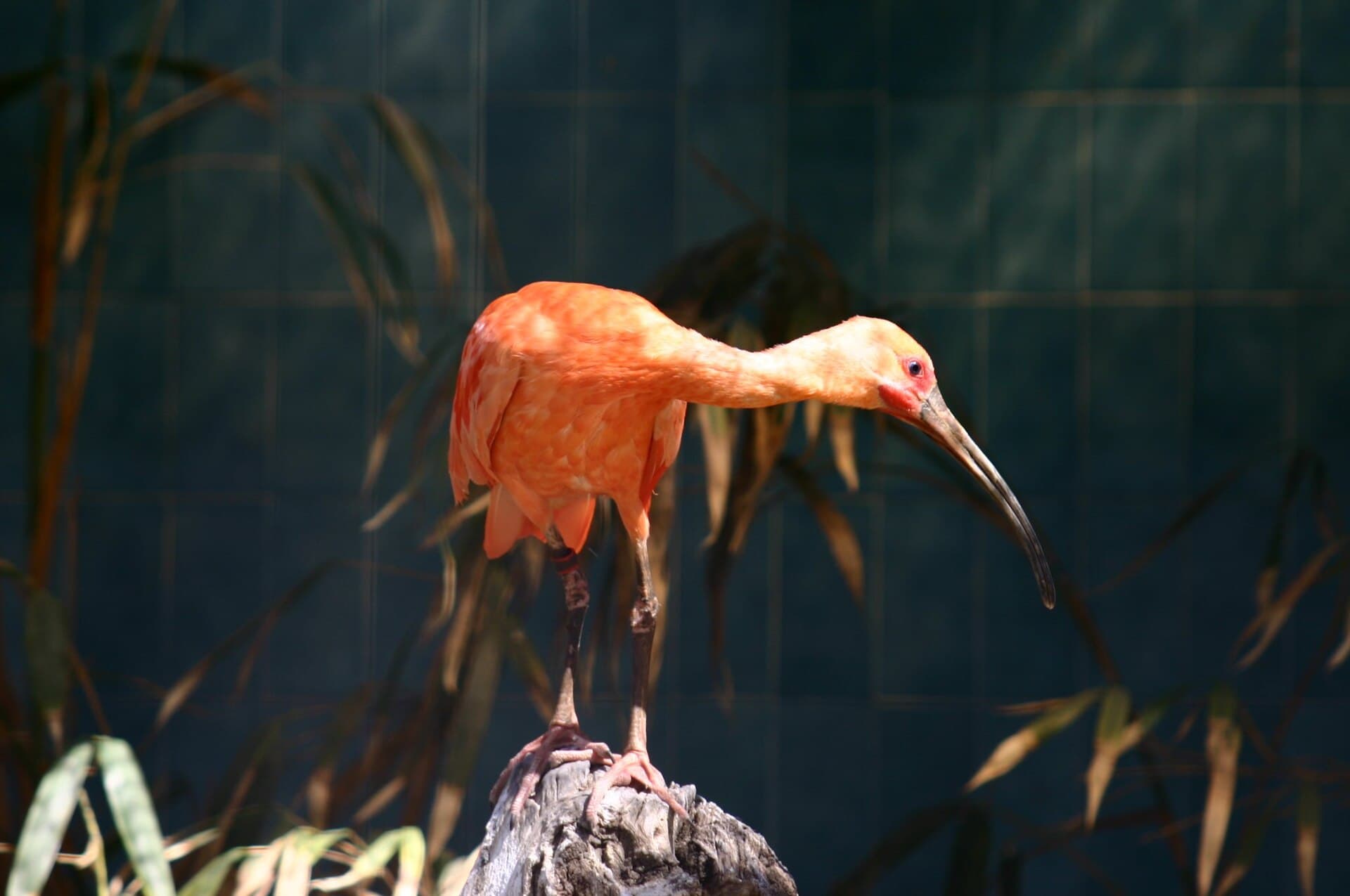 Rode Ibis (Eudocimus ruber) - Barcelona.Zoologico.Ibis.Escarlata