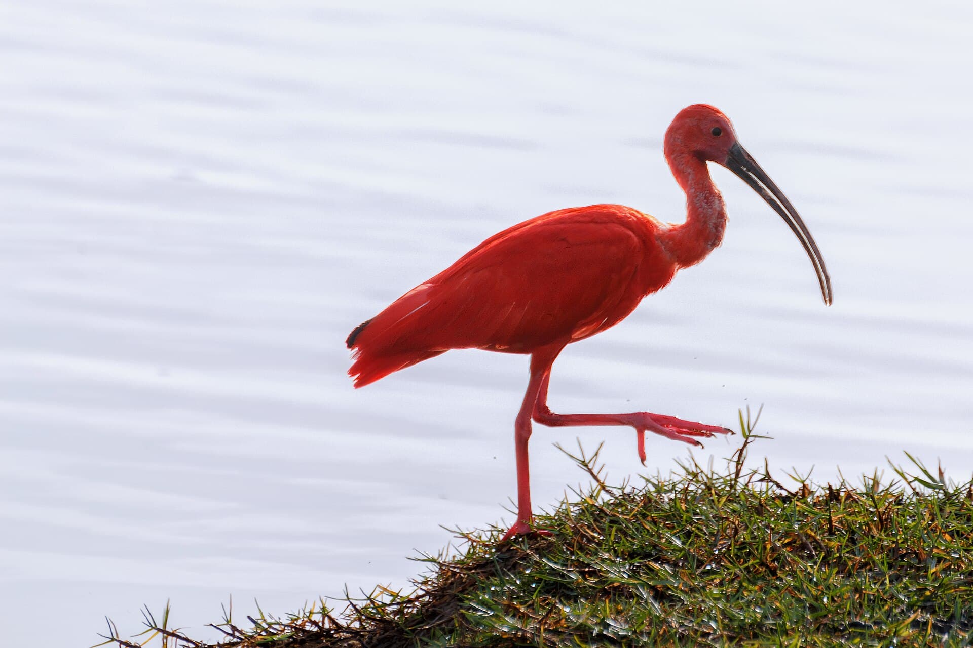 Rode Ibis (Eudocimus ruber) - Scarlet Ibis - Corocoro Colorado (Eudocimus ruber) (12462385423)
