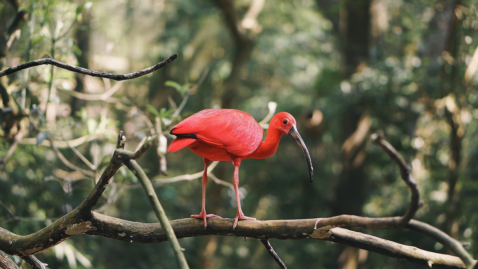 Rode Ibis (Eudocimus ruber) - Eudocimus ruber no Brasil