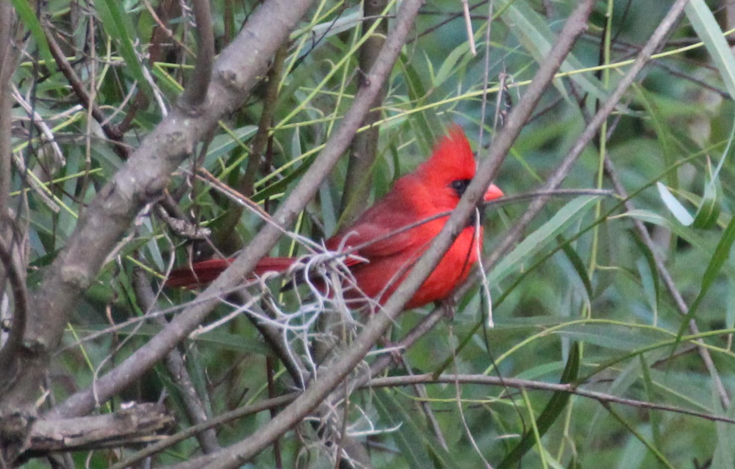 Rode Kardinaal (Cardinalis cardinalis) - Cardinalis cardinalis (Northern Cardinal) 07
