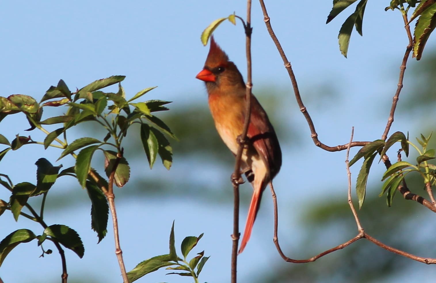 Rode Kardinaal (Cardinalis cardinalis) - Cardinalis cardinalis (Northern Cardinal) 44