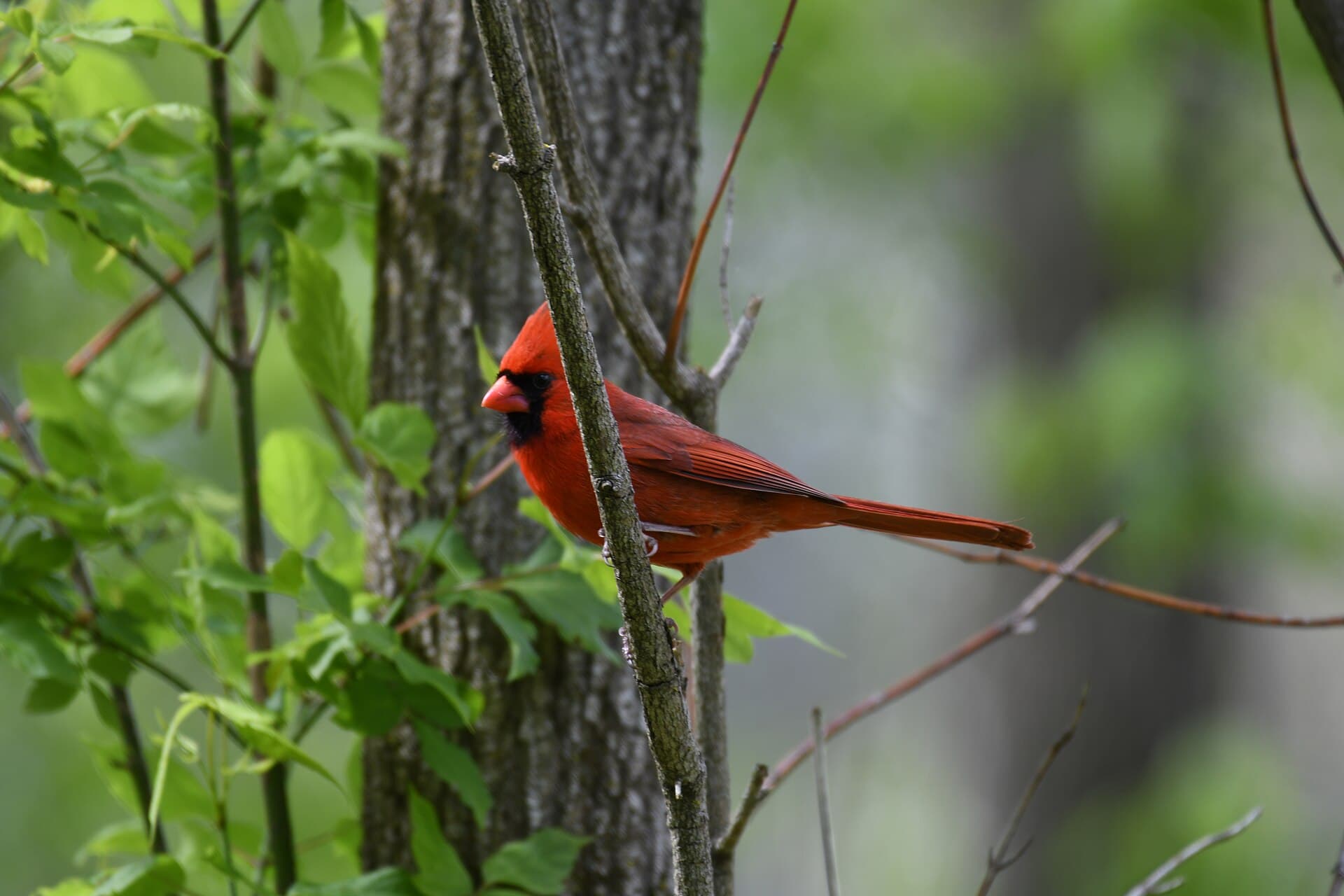 Rode Kardinaal (Cardinalis cardinalis) - Northern cardinal font hill 5.9.20 DSC 0643