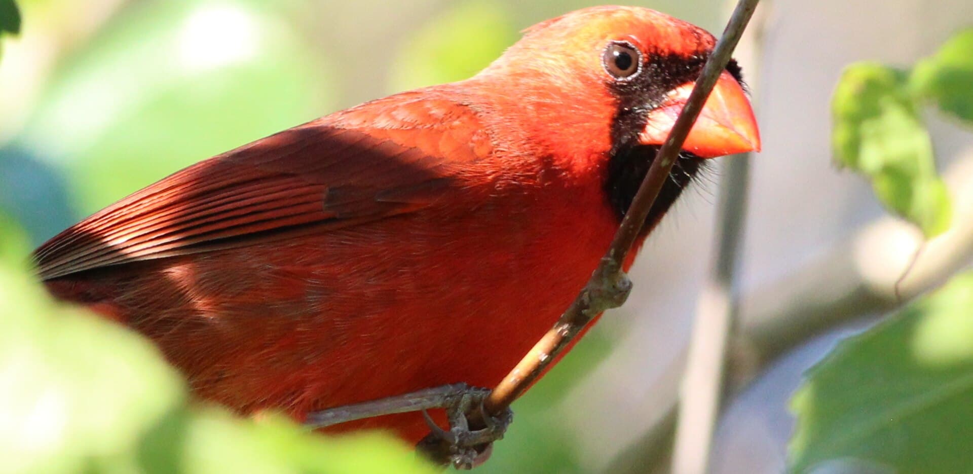 Rode Kardinaal (Cardinalis cardinalis) - Cardinalis cardinalis (Northern Cardinal) 33