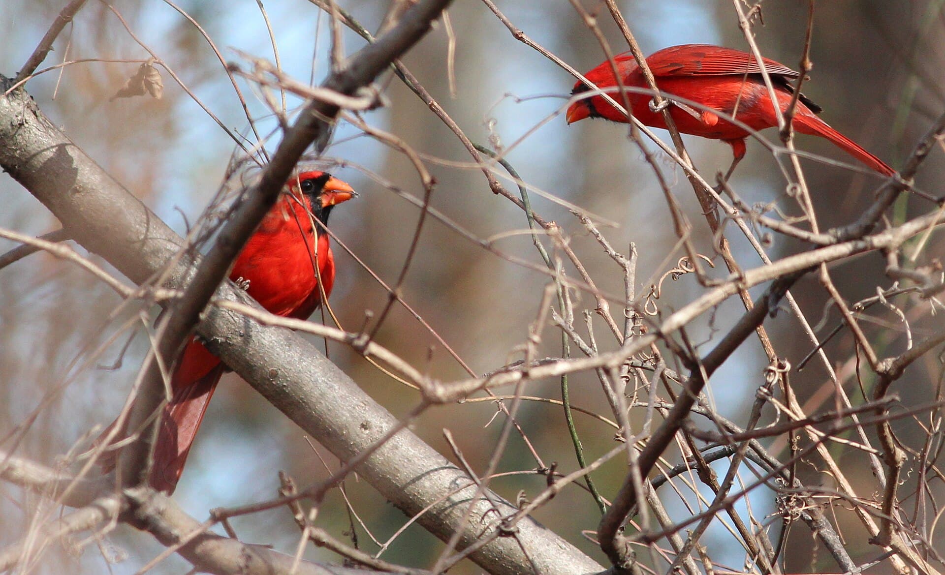 Rode Kardinaal (Cardinalis cardinalis) - Cardinalis cardinalis (Northern Cardinal) 37