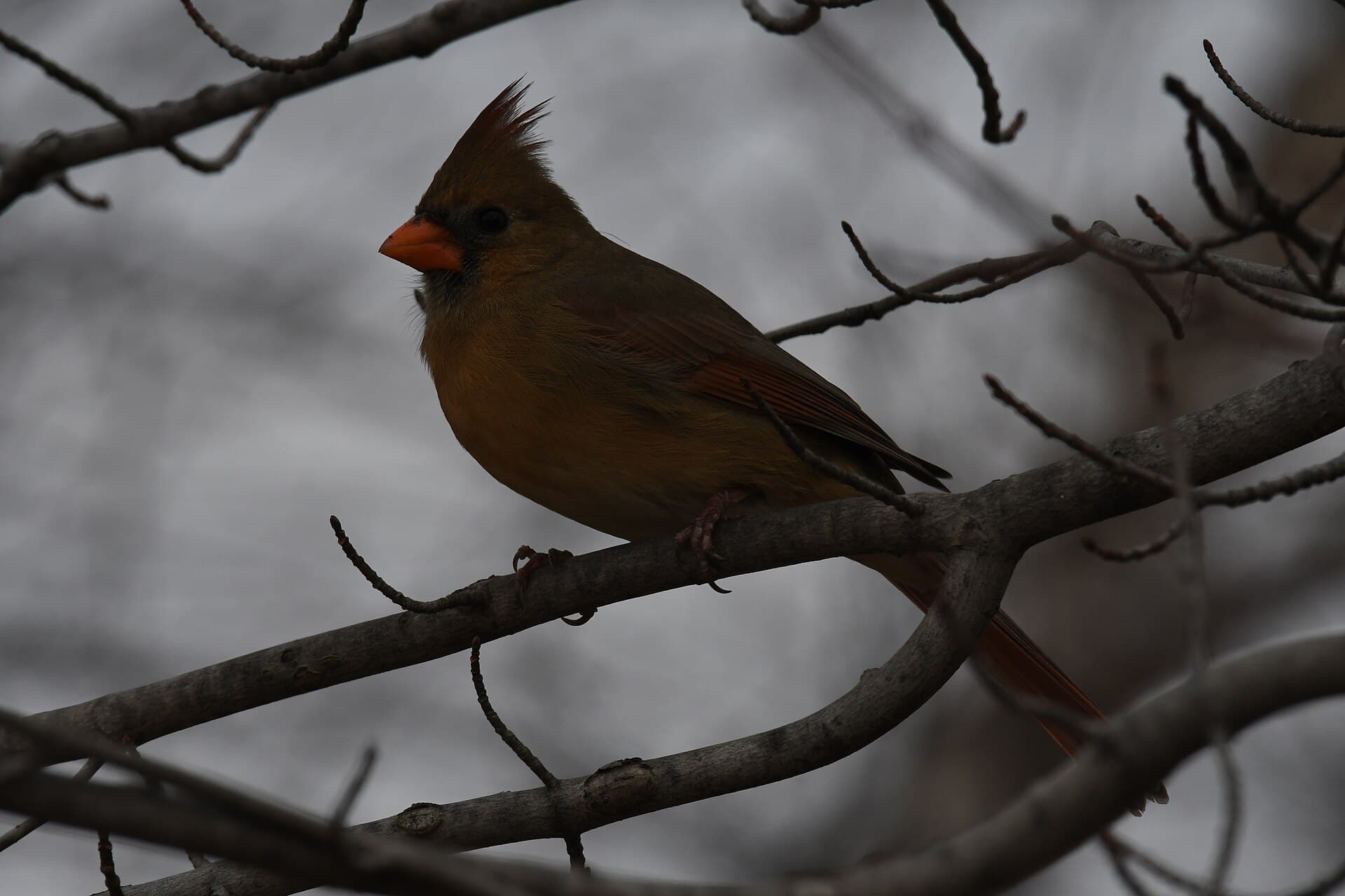 Rode Kardinaal (Cardinalis cardinalis) - Northern cardinal patterson park 12.18.20 DSC 2042