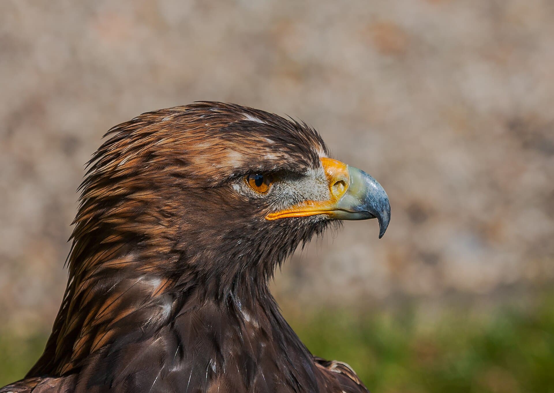 Rode Wouw (Milvus milvus) - Rotmilan IMG 7373