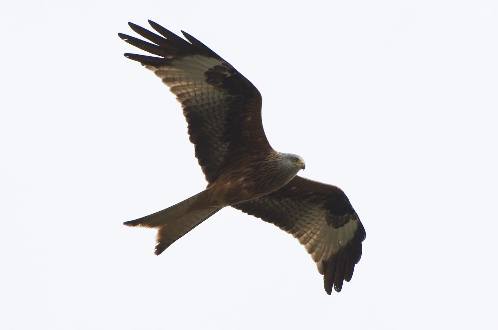 Rode Wouw (Milvus milvus) - Rotmilan Flugbild