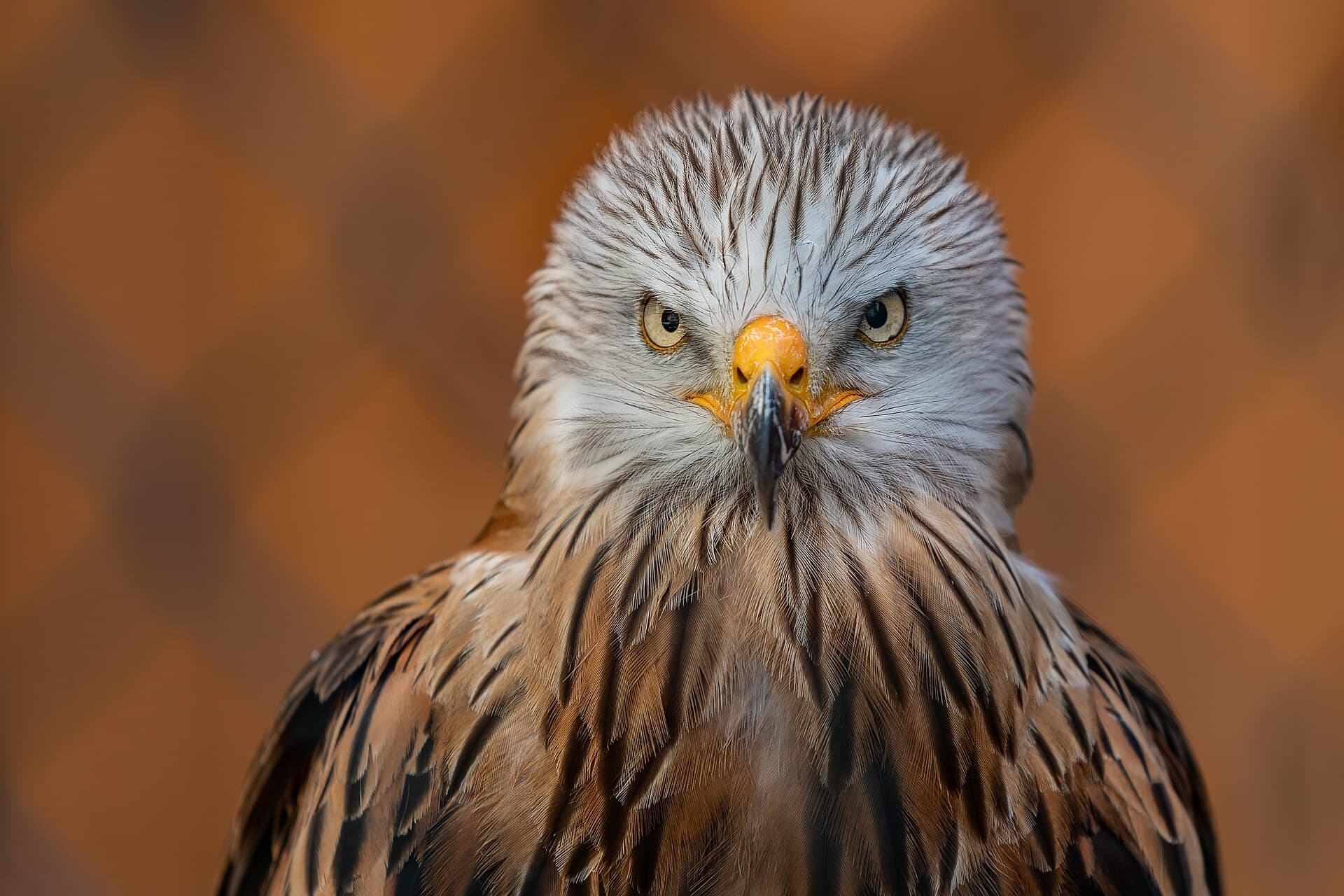 Rode Wouw (Milvus milvus) - Obernberg am Inn Adlerwarte Rotmilan-0136