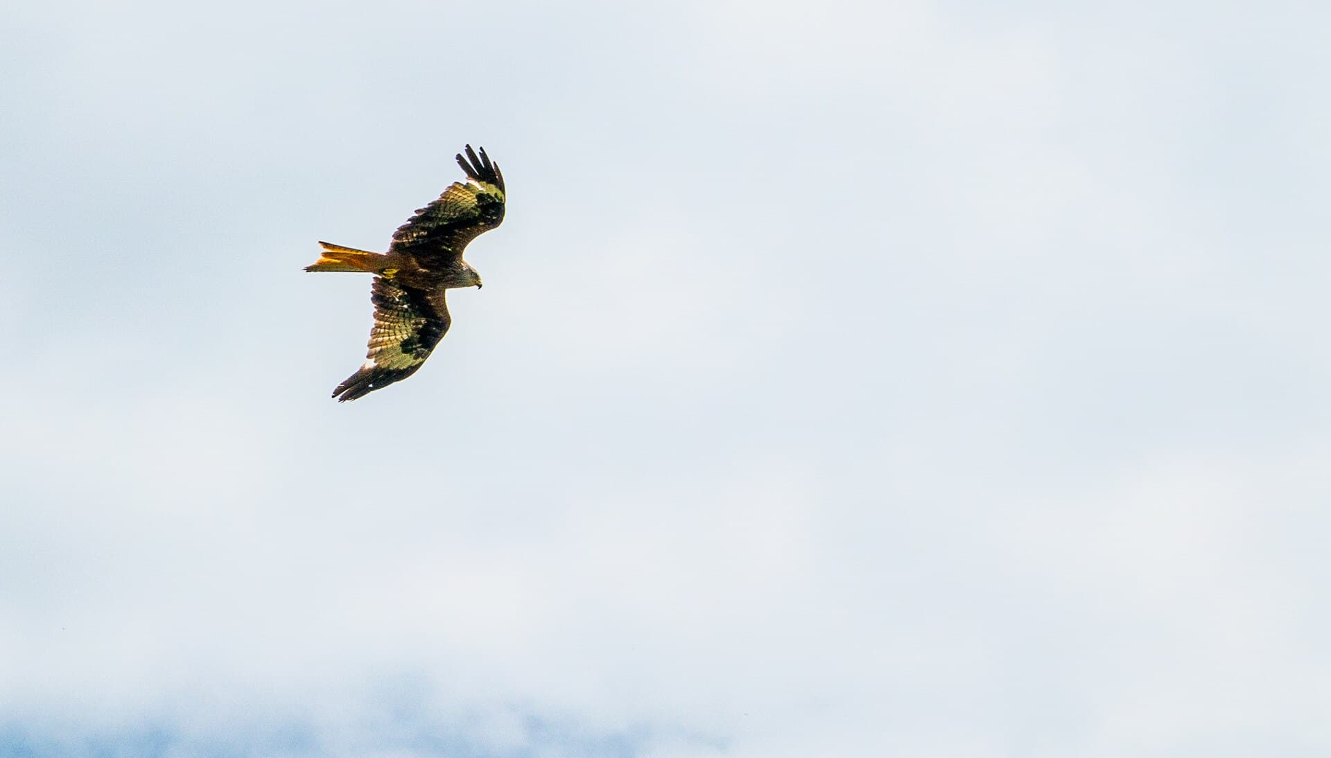 Rode Wouw (Milvus milvus) - Red Kite circling near Motélon d'Avau