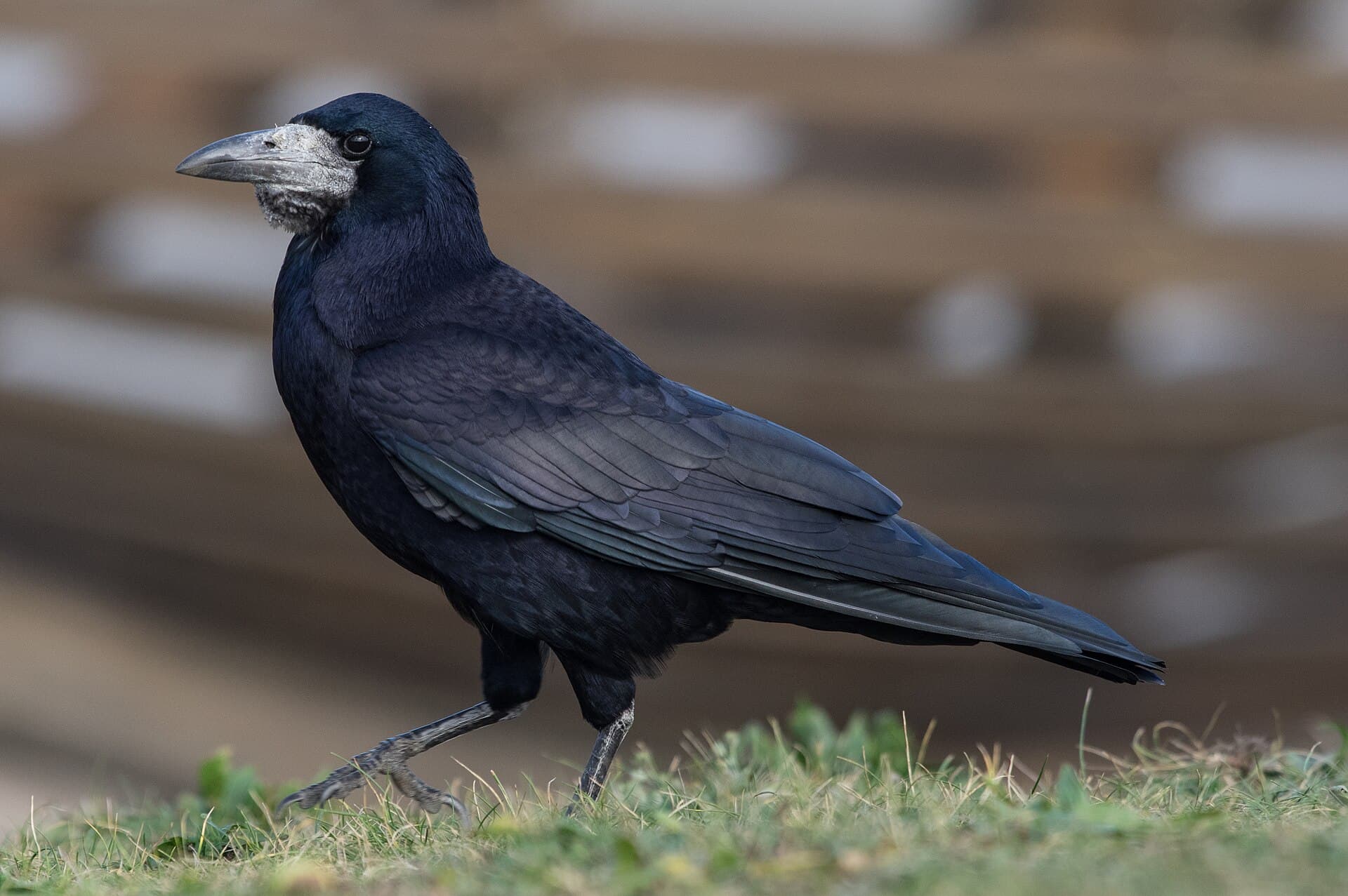Roek (Corvus frugilegus) - Saatkrähe 3
