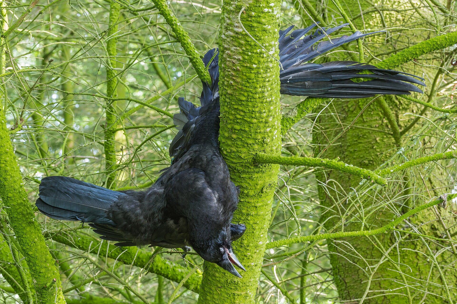 Roek (Corvus frugilegus) - Dode roek. Locatie. Natuurterrein De Famberhorst. 01-06-2019. (d.j.b). 02
