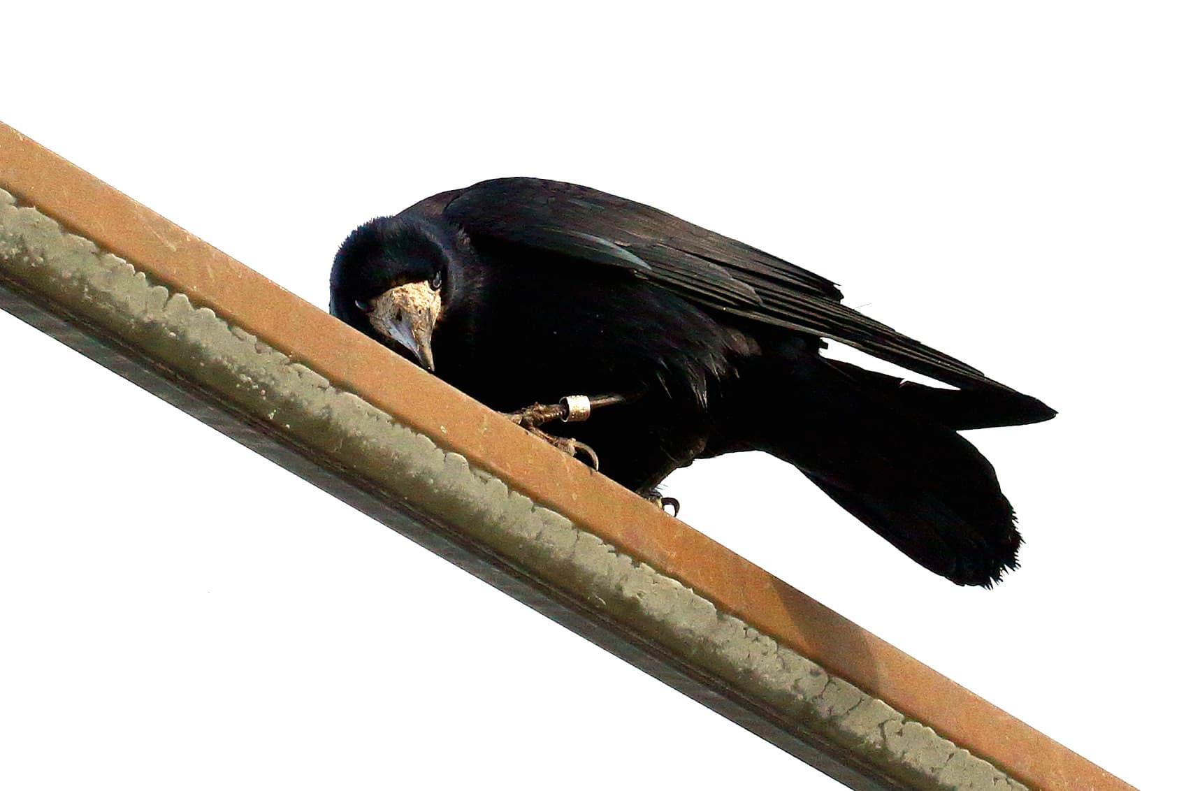 Roek (Corvus frugilegus) - Corvus frugilegus, Rook, Malmö, Sweden