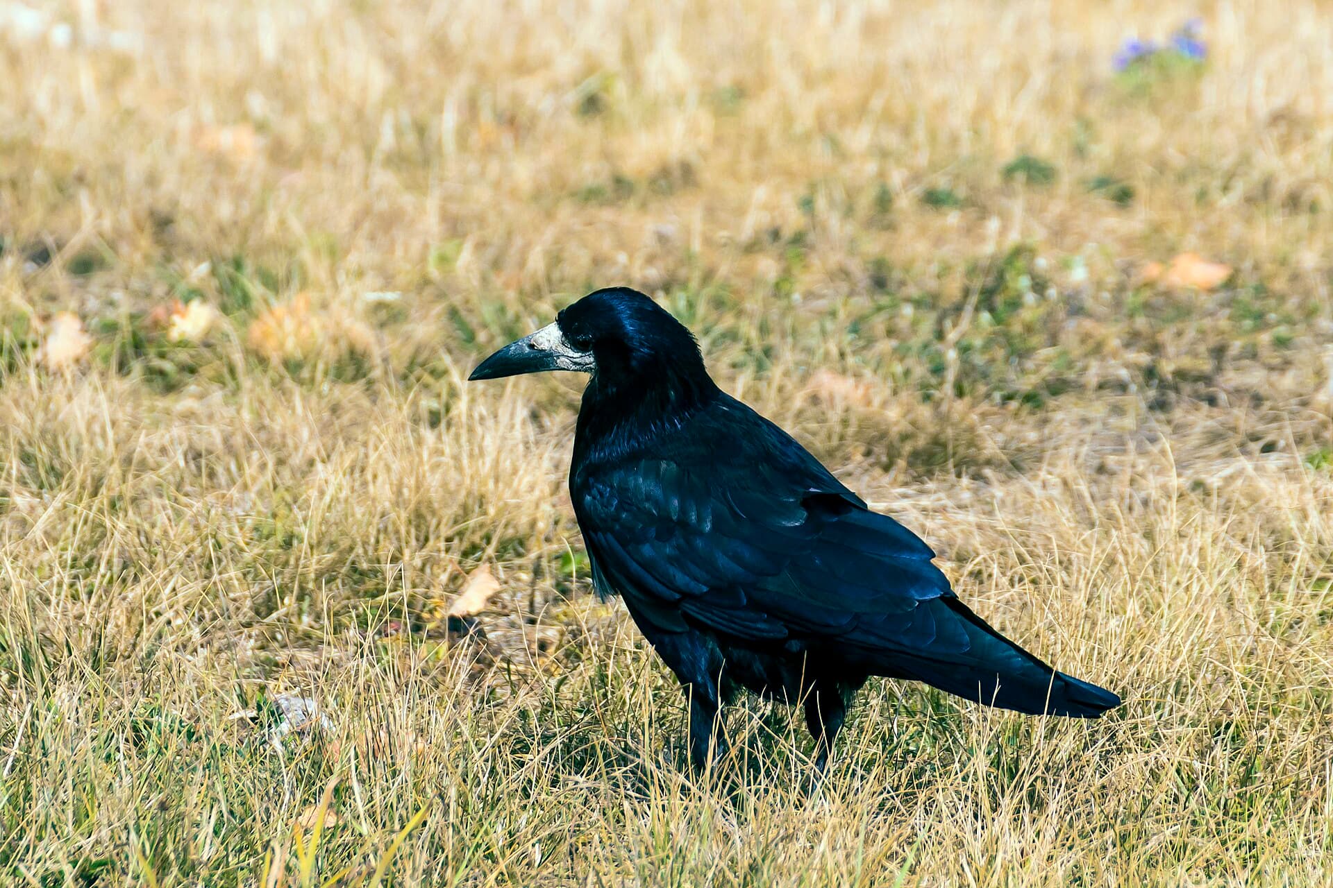 Roek (Corvus frugilegus) - Gralla grande