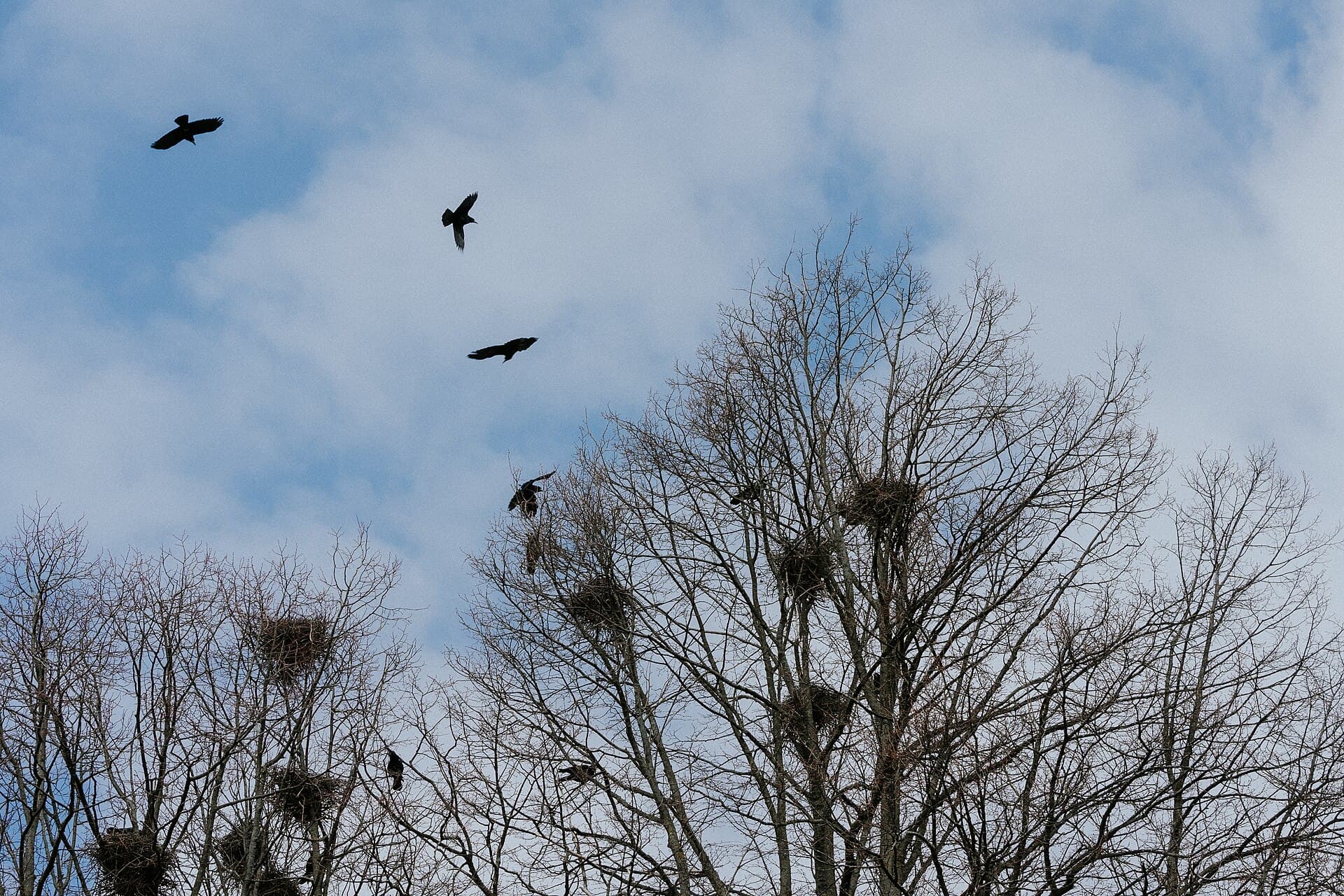 Roek (Corvus frugilegus) - Kornkråke ved Valle