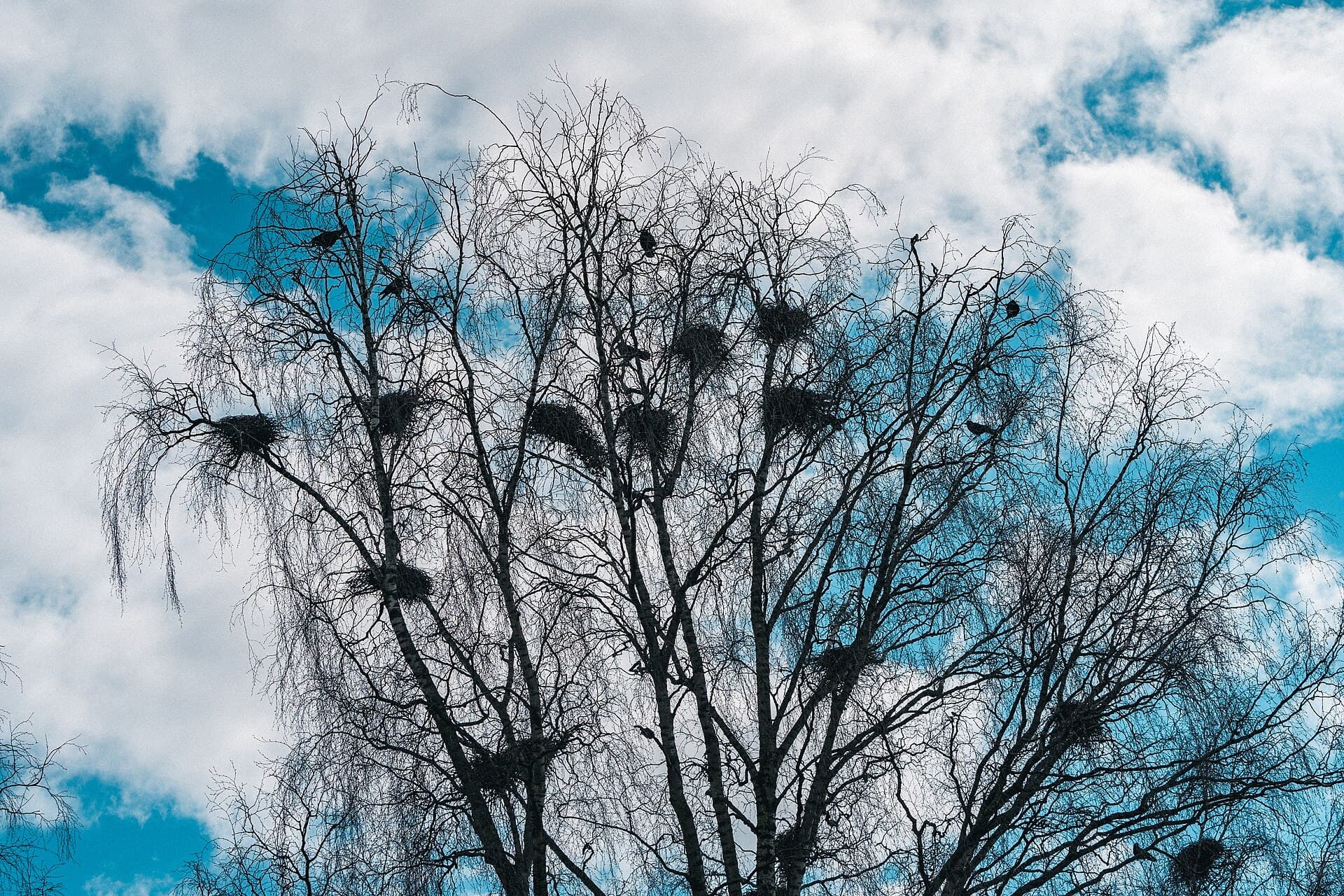 Roek (Corvus frugilegus) - Kornkråke ved Valle på Lena