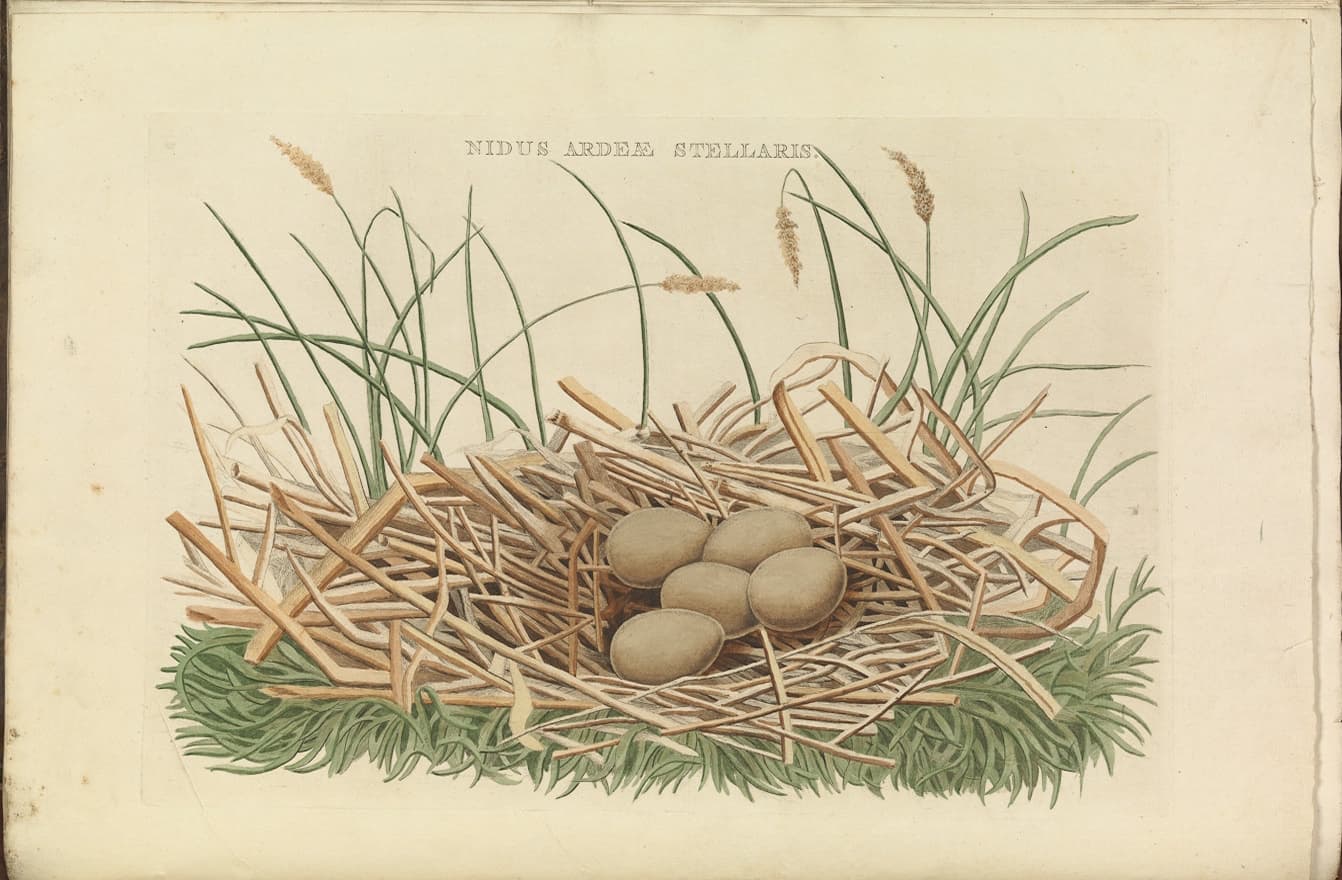 Roerdomp (Botaurus stellaris) - Eurasian bittern (Nest and eggs) from Nederlandsche vogelen (Dutch birds) by Nozeman and Sepp (1770-1829)