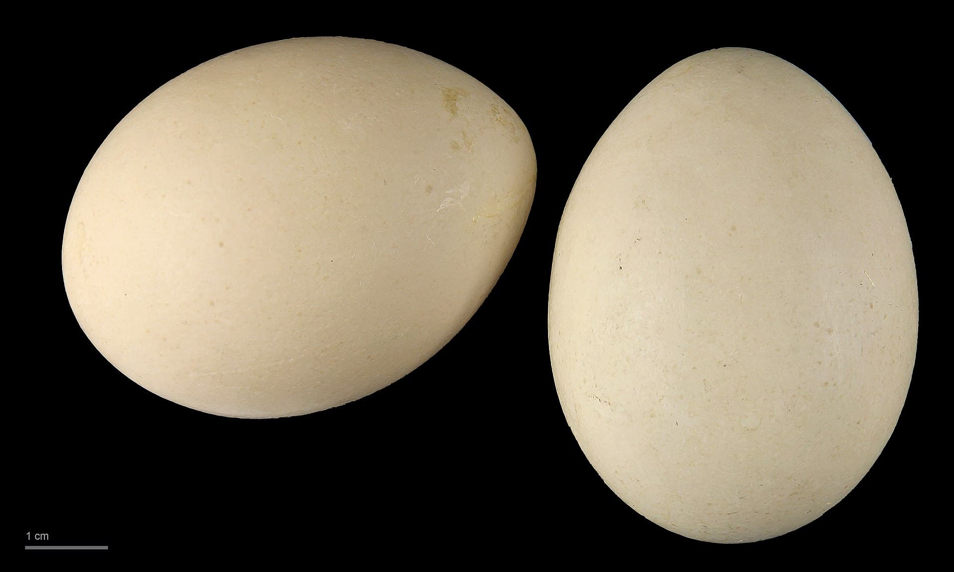 Roerdomp (Botaurus stellaris) - Botaurus stellaris MHNT.ZOO.2010.11.50.8