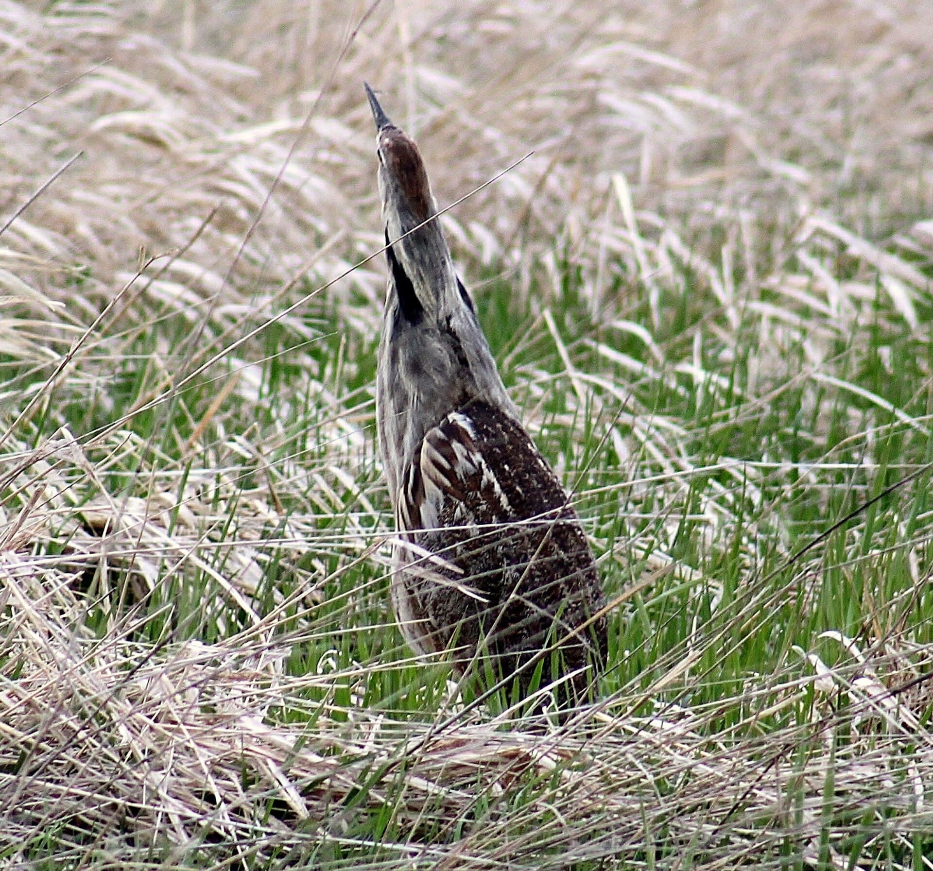 Roerdomp (Botaurus stellaris) - American Bittern (6993578412)