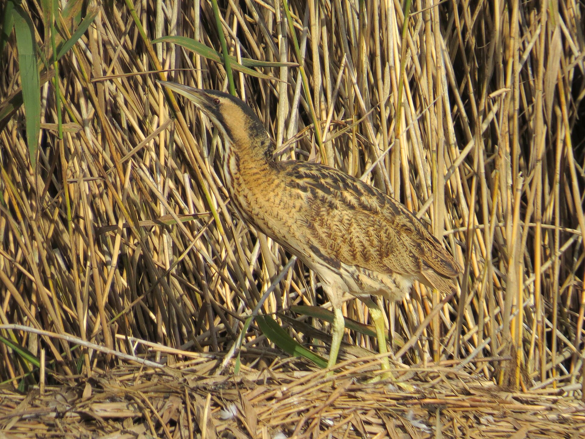 Roerdomp (Botaurus stellaris) - 2015-10-19 Botaurus stellaris, Gosforth Park 5
