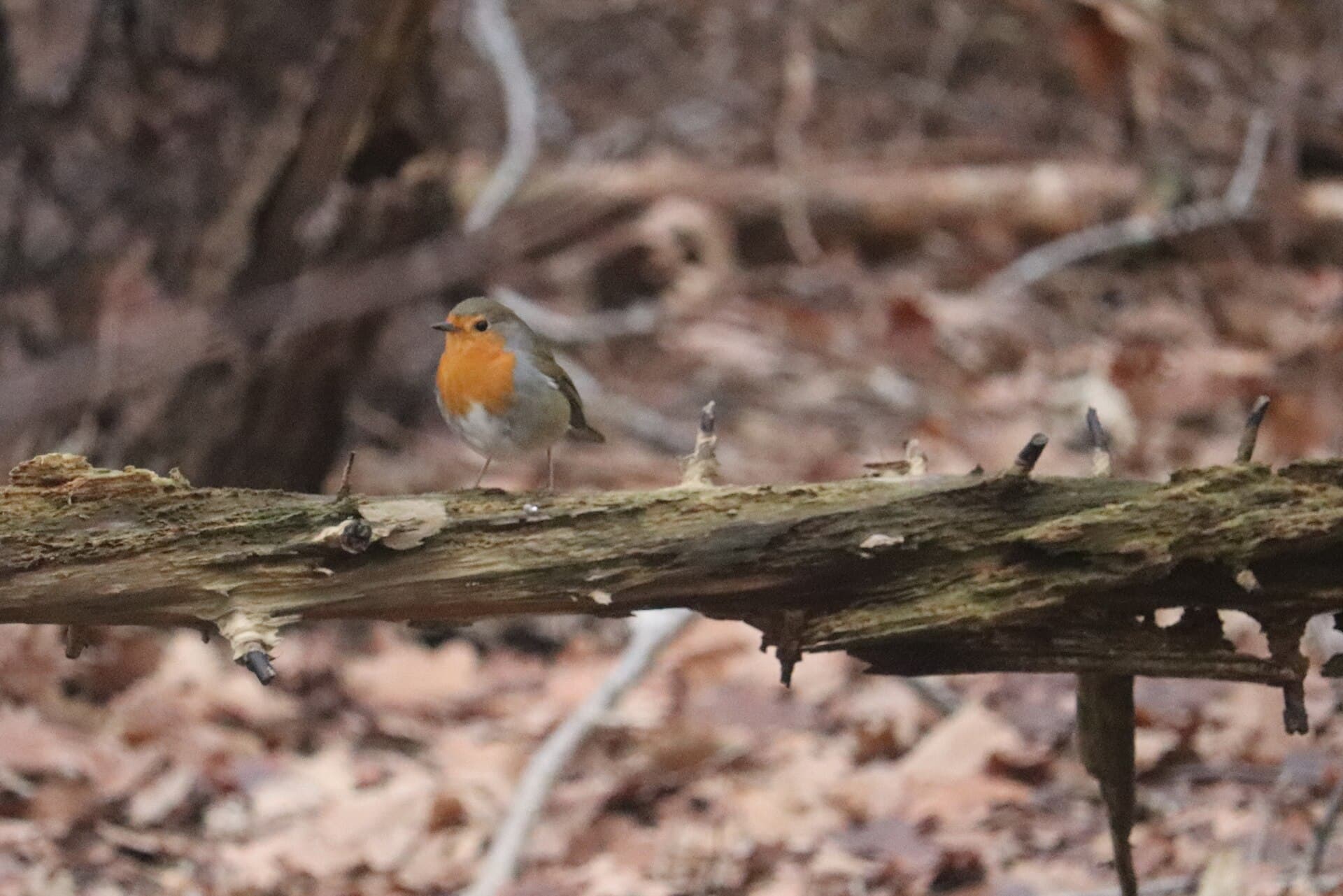 Roodborst (Erithacus rubecula) - Erithacus rubecula 109030139