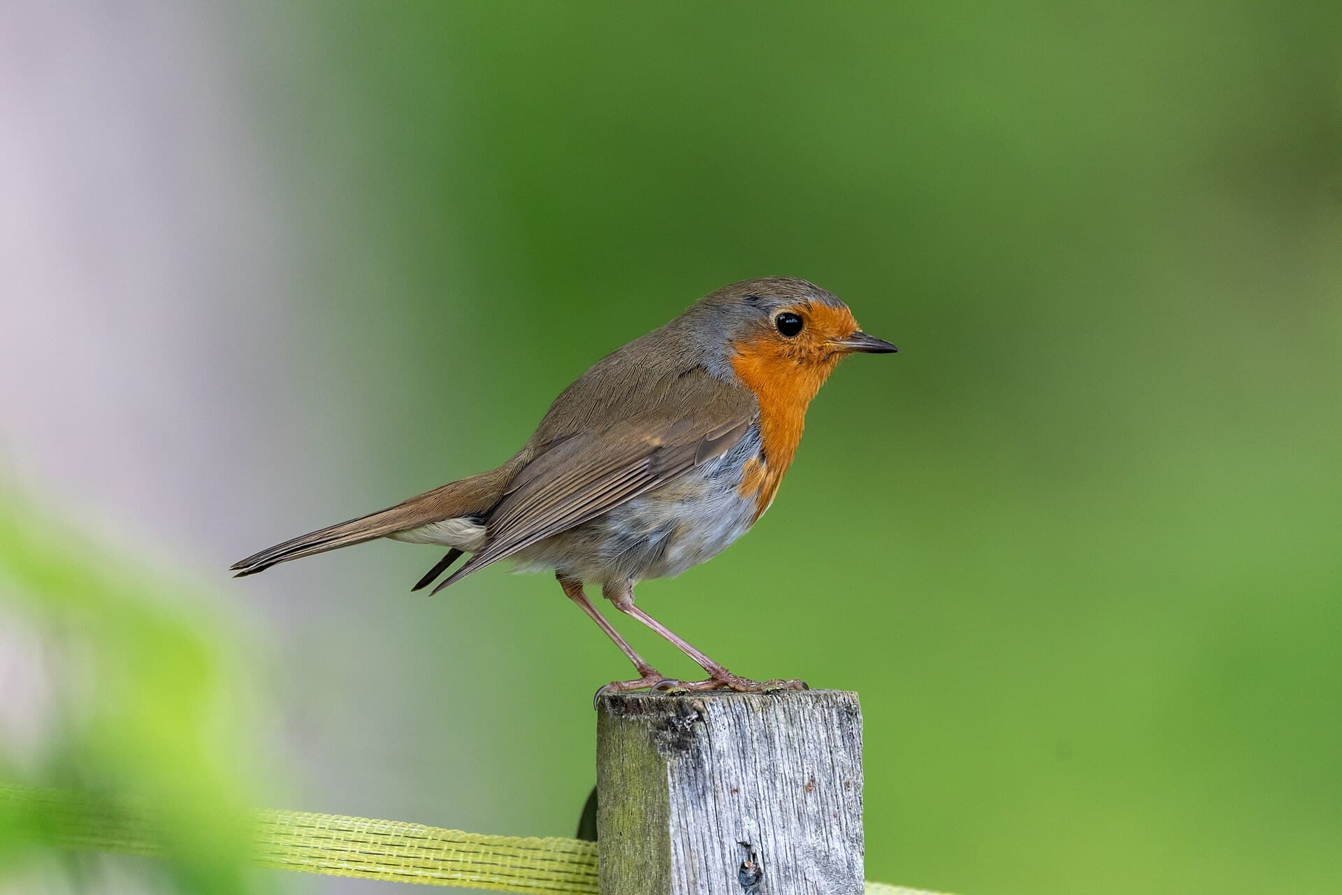 Roodborst (Erithacus rubecula) - Erithacus rubecula (Brugg AG)