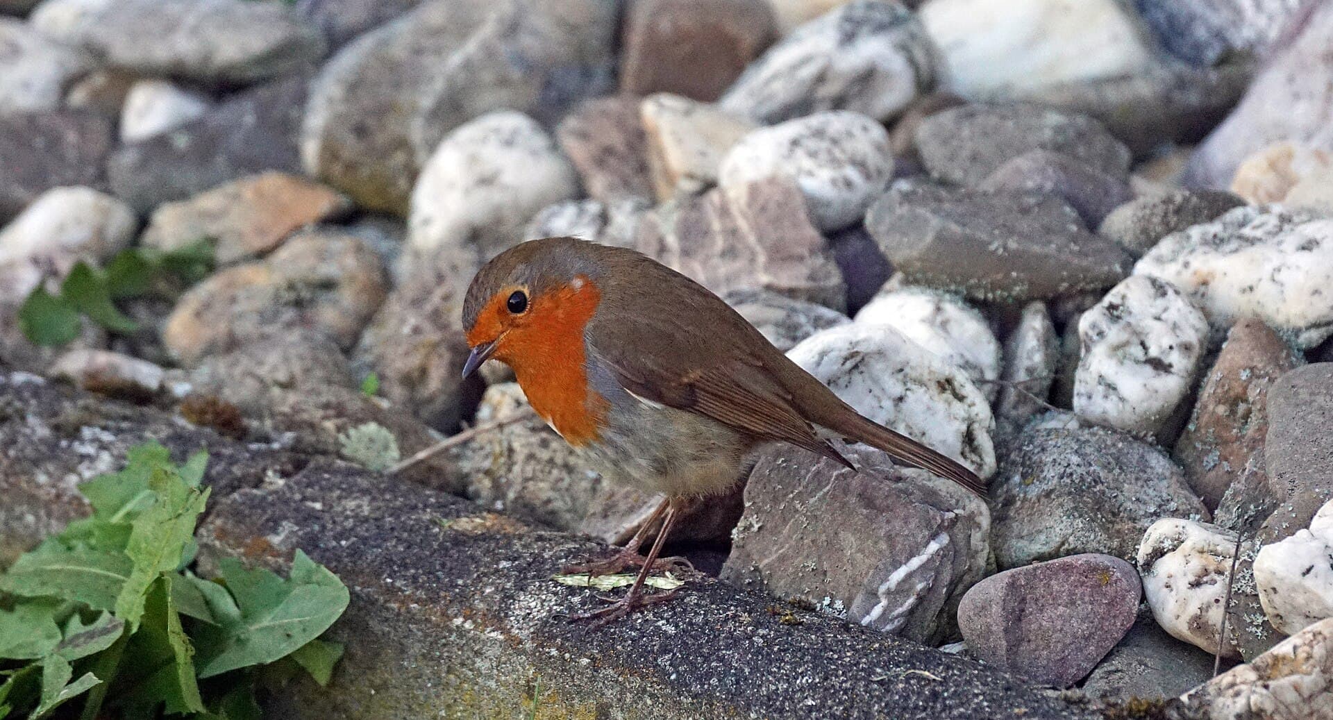 Roodborst (Erithacus rubecula) - Geo-Naturpark Bergstraße-Odenwald Rotkehlchen 01
