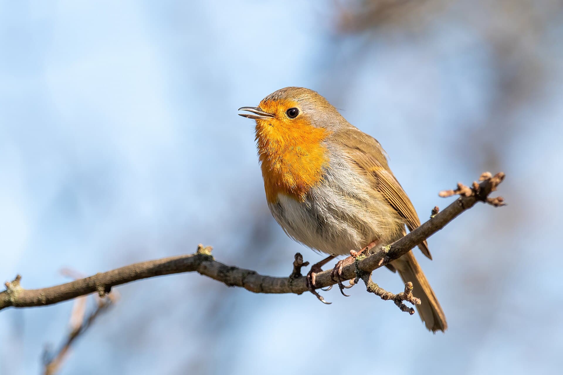 Roodborst (Erithacus rubecula) - European robin Créteil 2