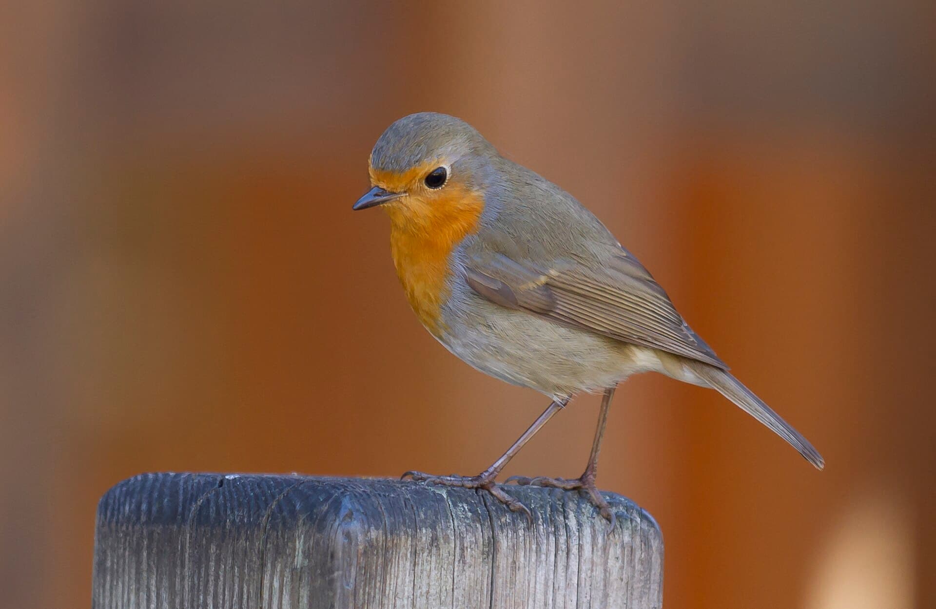 Roodborst (Erithacus rubecula) - Rouge gorge familier - crop (WB correction)