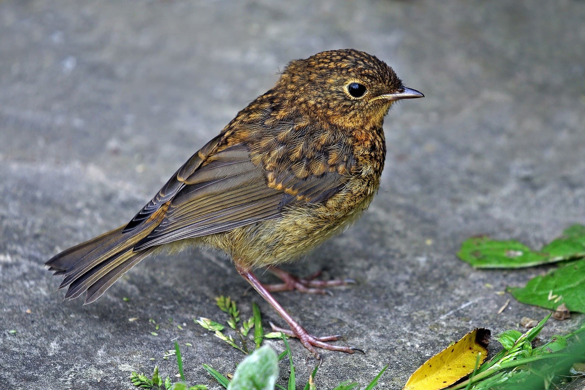 Roodborst (Erithacus rubecula) - European robin (Erithacus rubecula) juvenile