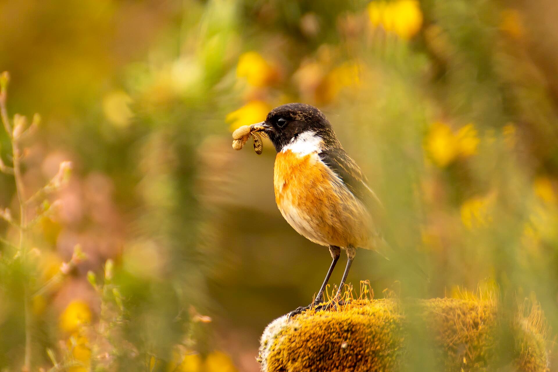 Roodborsttapuit (Saxicola rubicola) - Chasco común 02