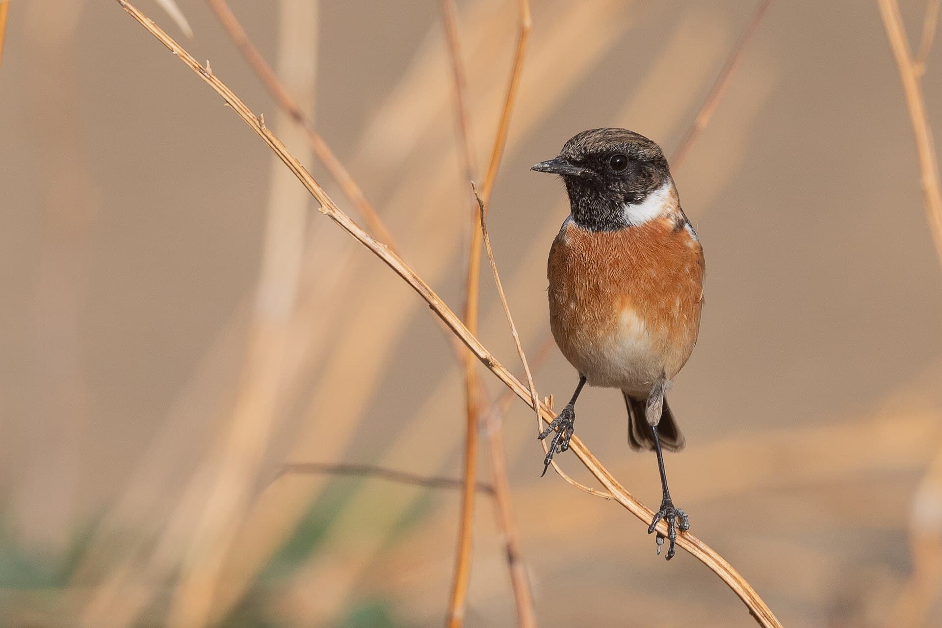 Roodborsttapuit (Saxicola rubicola) - Tarier pâtre Ichkeul NP