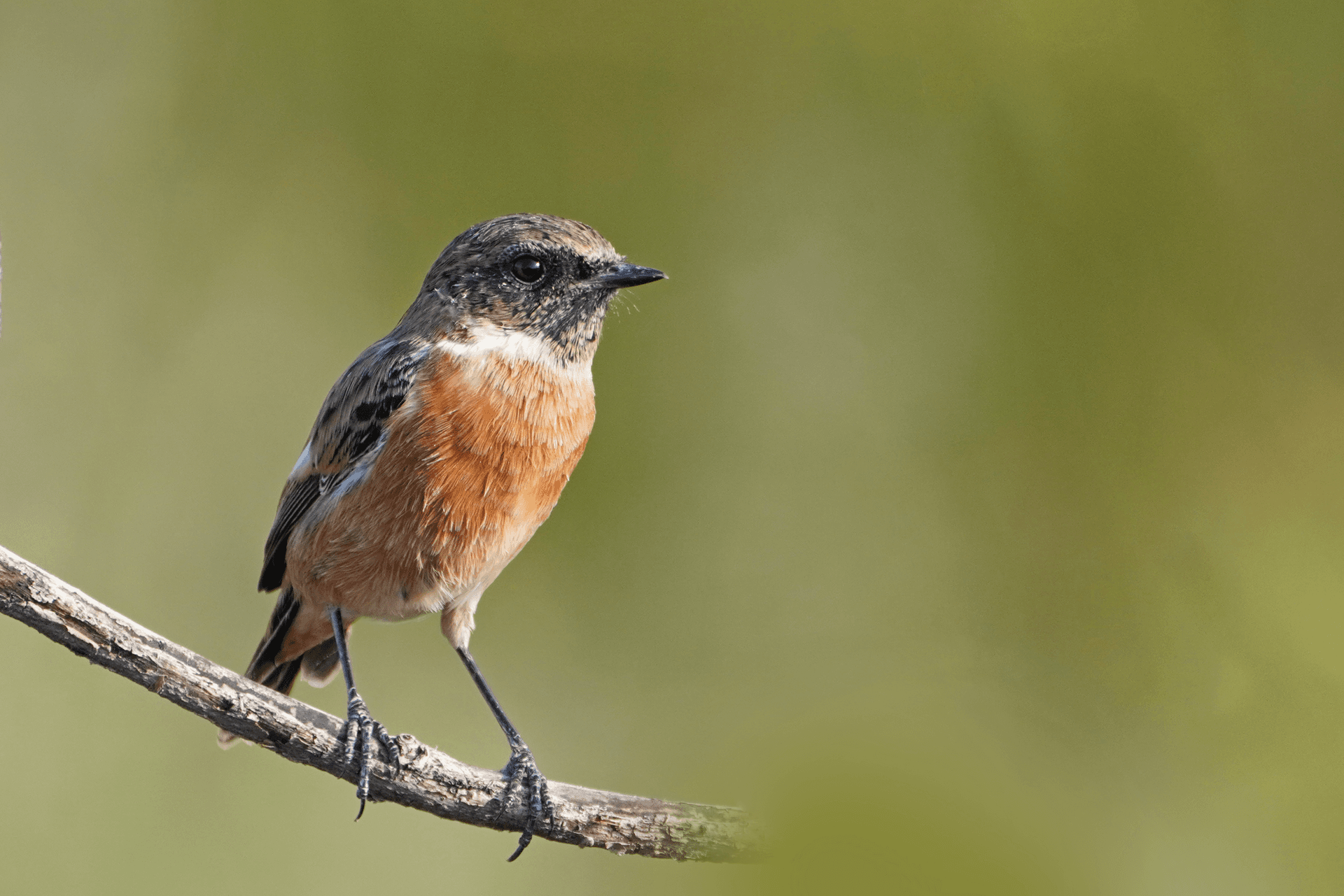 Roodborsttapuit (Saxicola rubicola) - European Stonechat imported from iNaturalist photo 324558597 on 7 March 2024