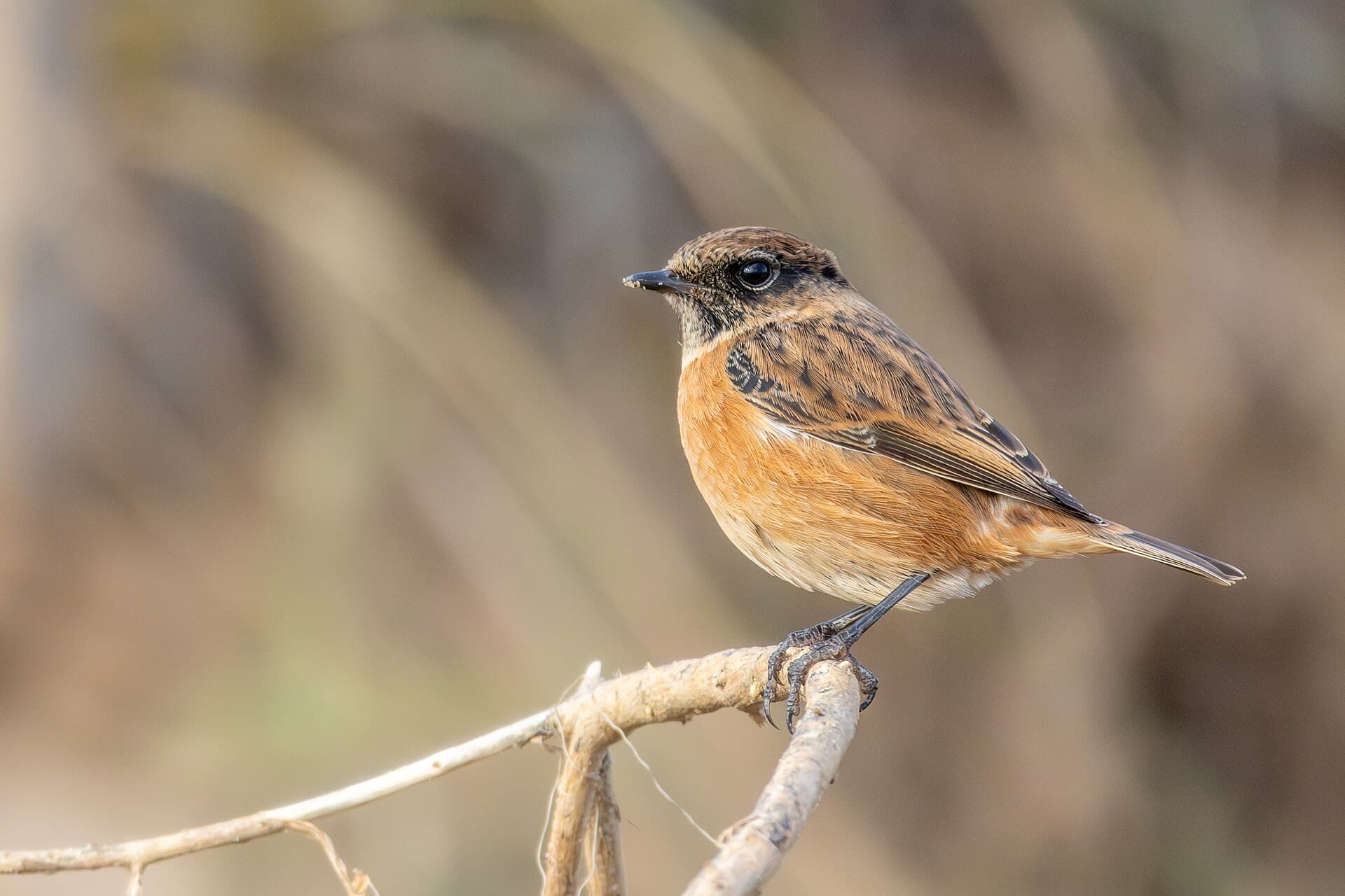 Roodborsttapuit (Saxicola rubicola) - European stonechat 2023 11 04
