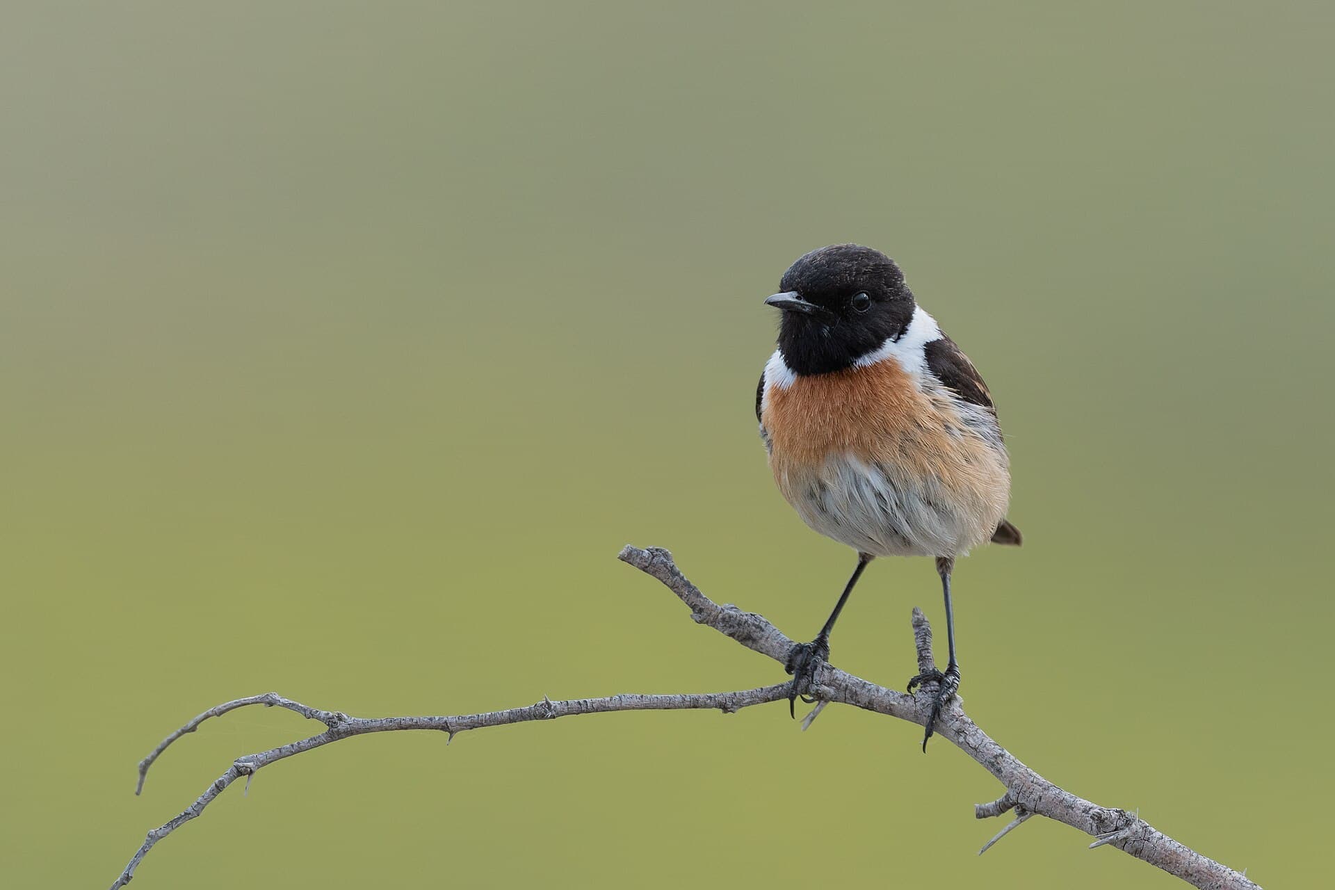 Roodborsttapuit (Saxicola rubicola) - Tarier patre Zaghouan