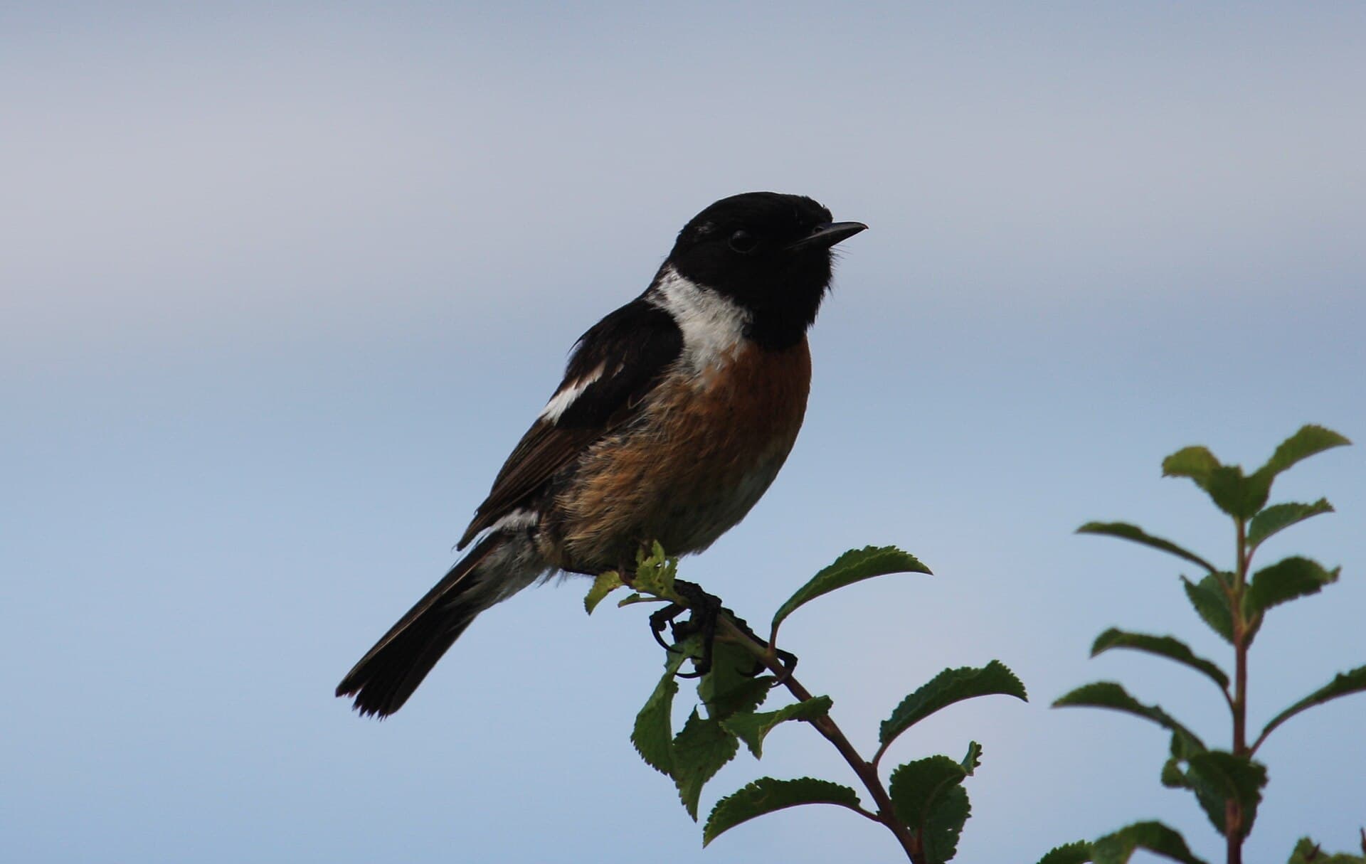 Roodborsttapuit (Saxicola rubicola) - Stonechat, Gribben Head, Cornwall - UK, July 25 2013. (9393294268)