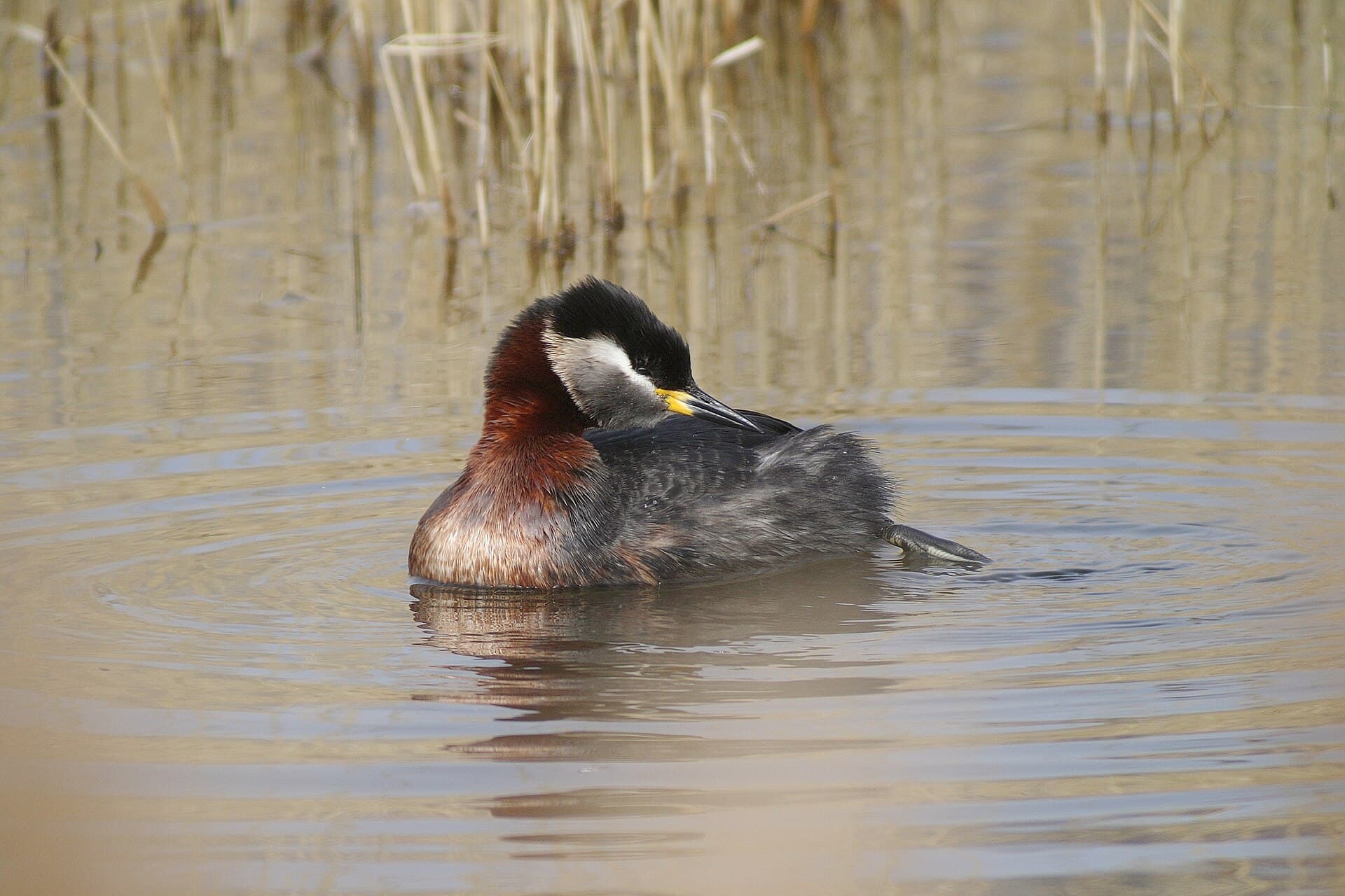 Roodhalsfuut (Podiceps grisegena) - Podiceps grisegena (33624673236)