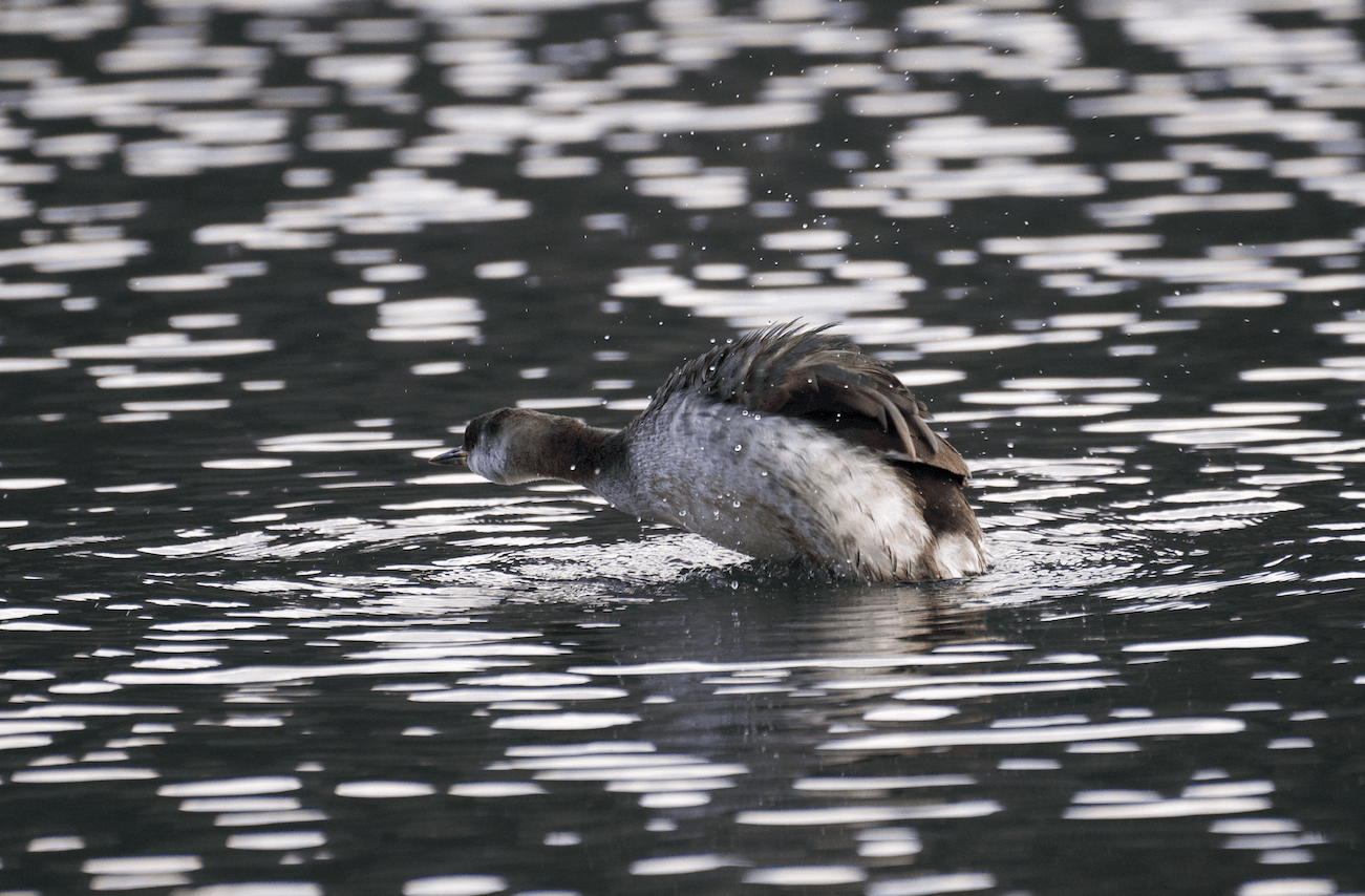 Roodhalsfuut (Podiceps grisegena) - Podiceps grisegena grisegena, winter plumage, Lago di Monticolo Grande, Bolzano, Italy 2
