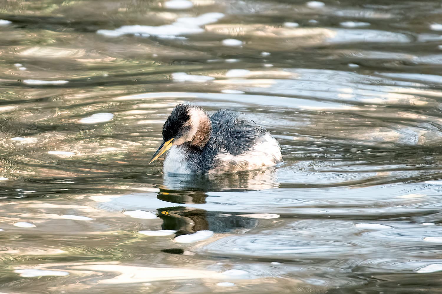 Roodhalsfuut (Podiceps grisegena) - Podiceps grisegena grisegena, winter plumage, Anapa, Krasnodar Krai, Russia 1