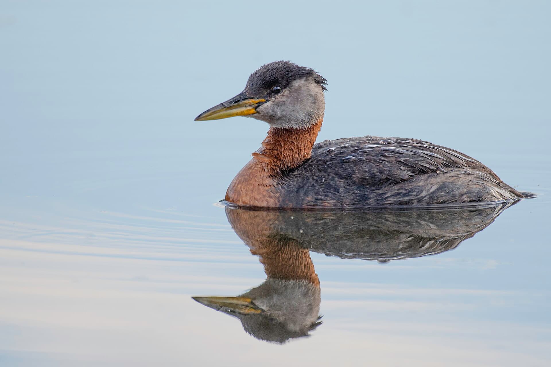 Roodhalsfuut (Podiceps grisegena) - Red-necked grebe (Podiceps grisegena) 2023 2