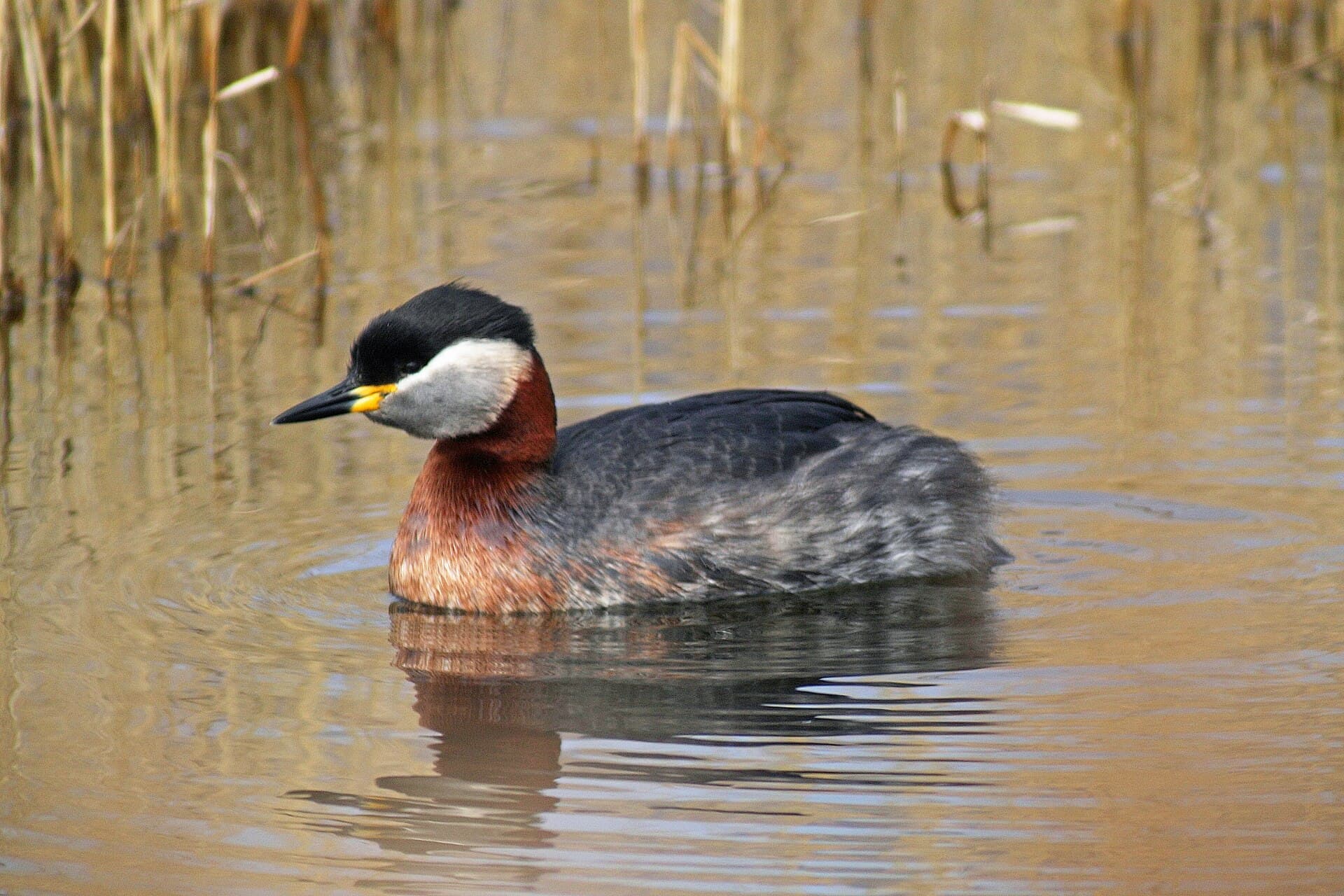 Roodhalsfuut (Podiceps grisegena) - Podiceps grisegena (33665871935)