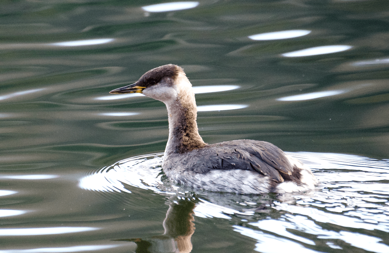 Roodhalsfuut (Podiceps grisegena) - Podiceps grisegena grisegena, winter plumage, Lago di Monticolo Grande, Bolzano, Italy 1