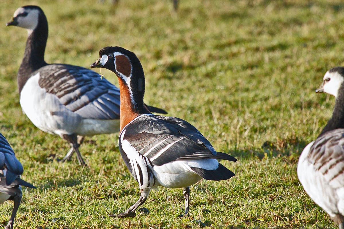Roodhalsgans (Branta ruficollis) - Rothalsgans Weisswangengans Winter