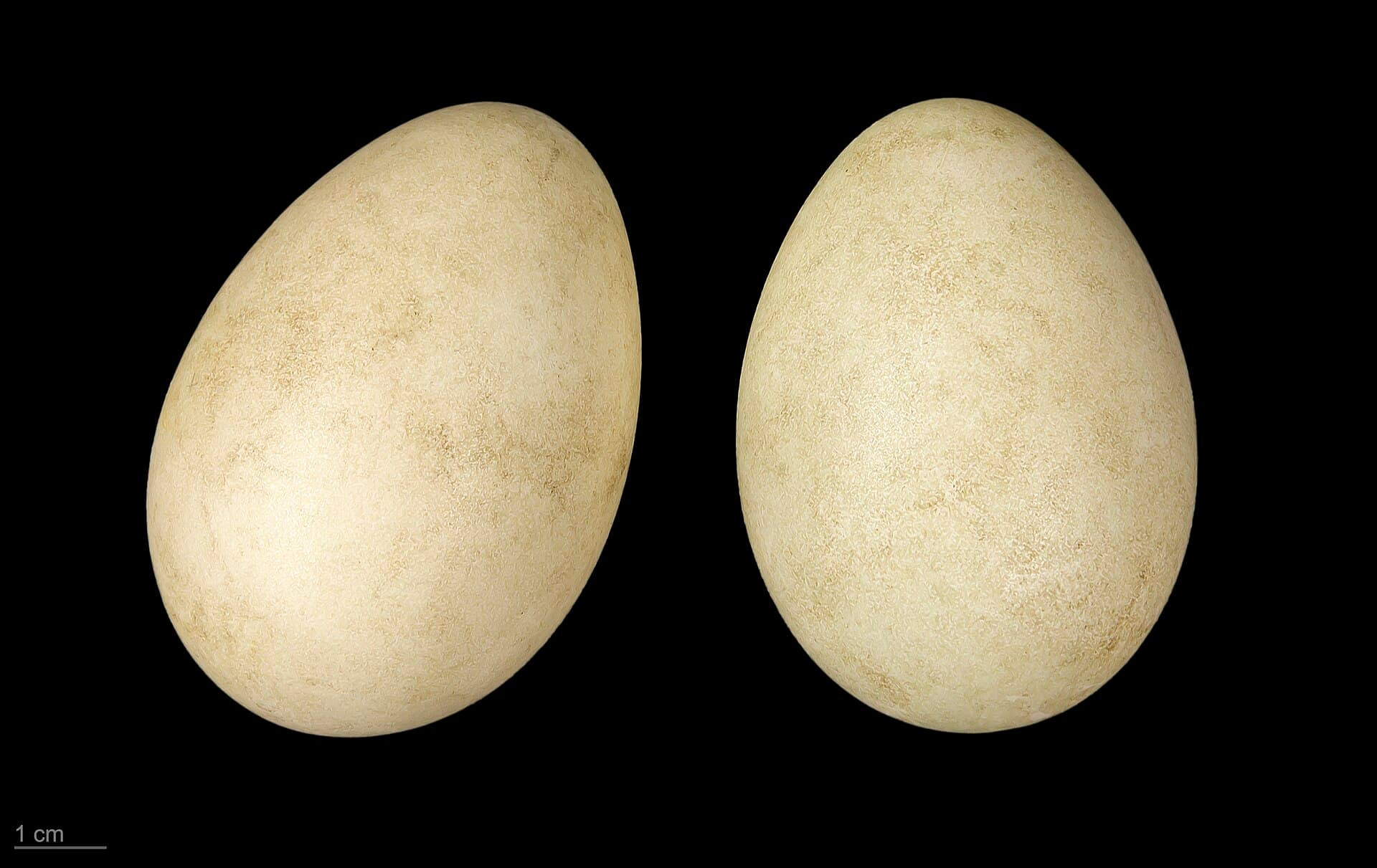 Roodhalsgans (Branta ruficollis) - Branta ruficollis MHNT.ZOO.2010.11.14.2
