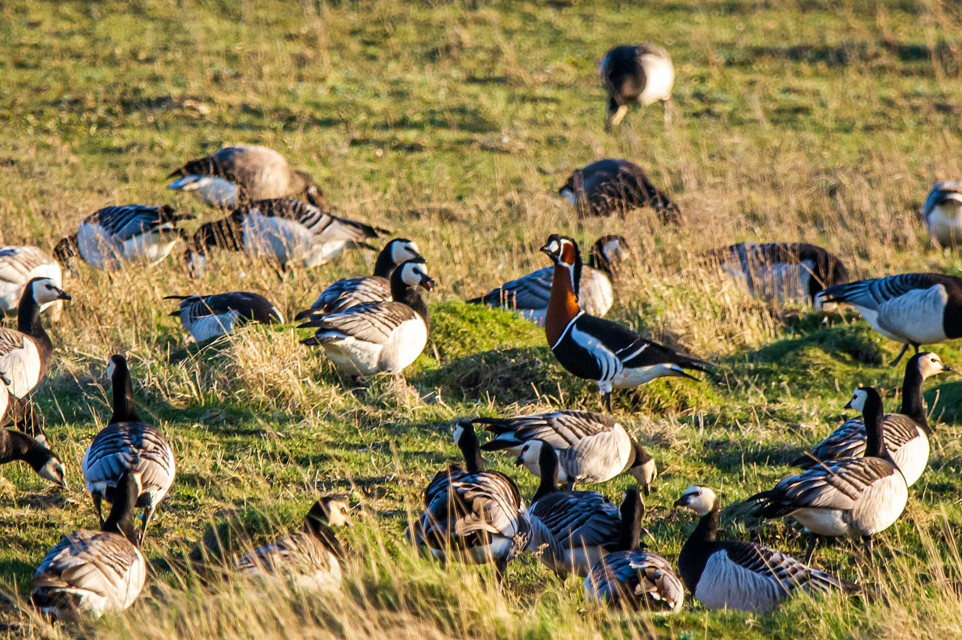 Roodhalsgans (Branta ruficollis) - Rothalsgans (branta ruficollis) zwischen Weißwangengänsen (branta leucopsis) - Spiekeroog, Nationalpark Niedersächsisches Wattenmeer