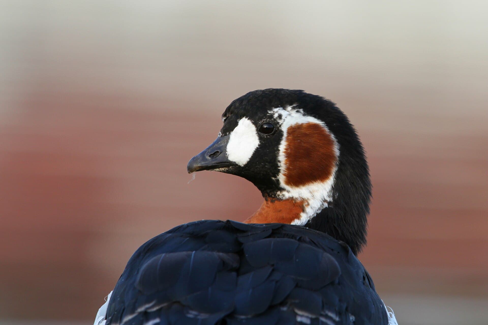 Roodhalsgans (Branta ruficollis) - Branta ruficollis 94321098